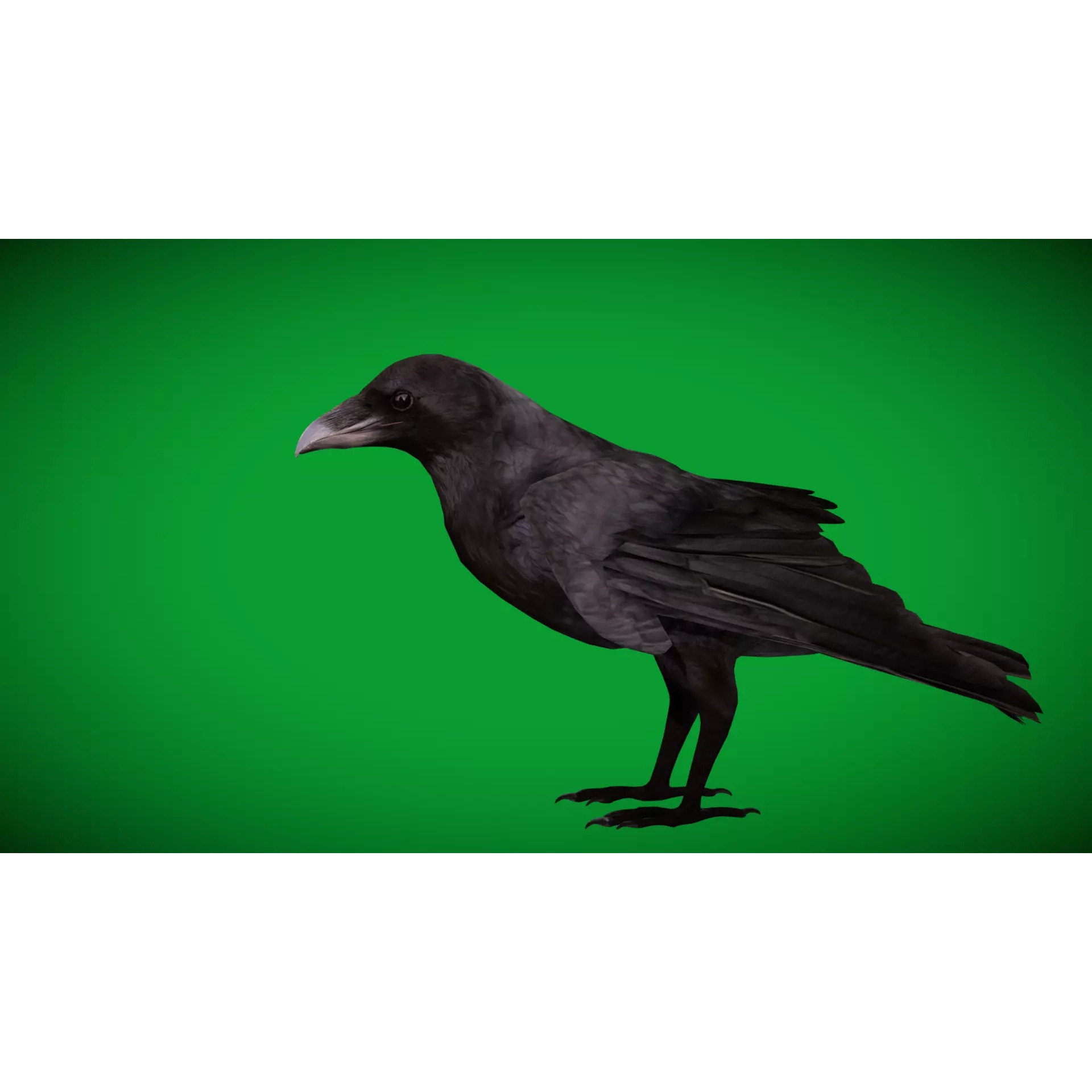 European Common Raven - Low-Poly Game-Ready 3D Model - View 26