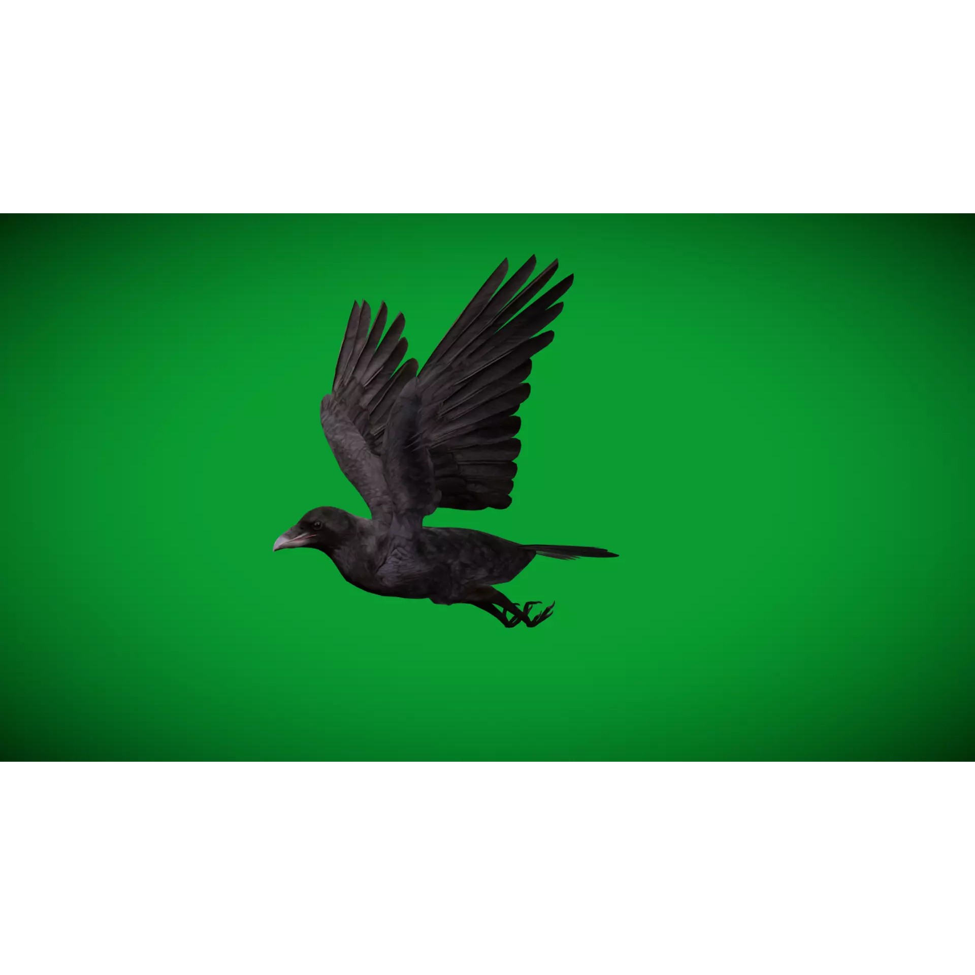 European Common Raven - Low-Poly Game-Ready 3D Model - View 34