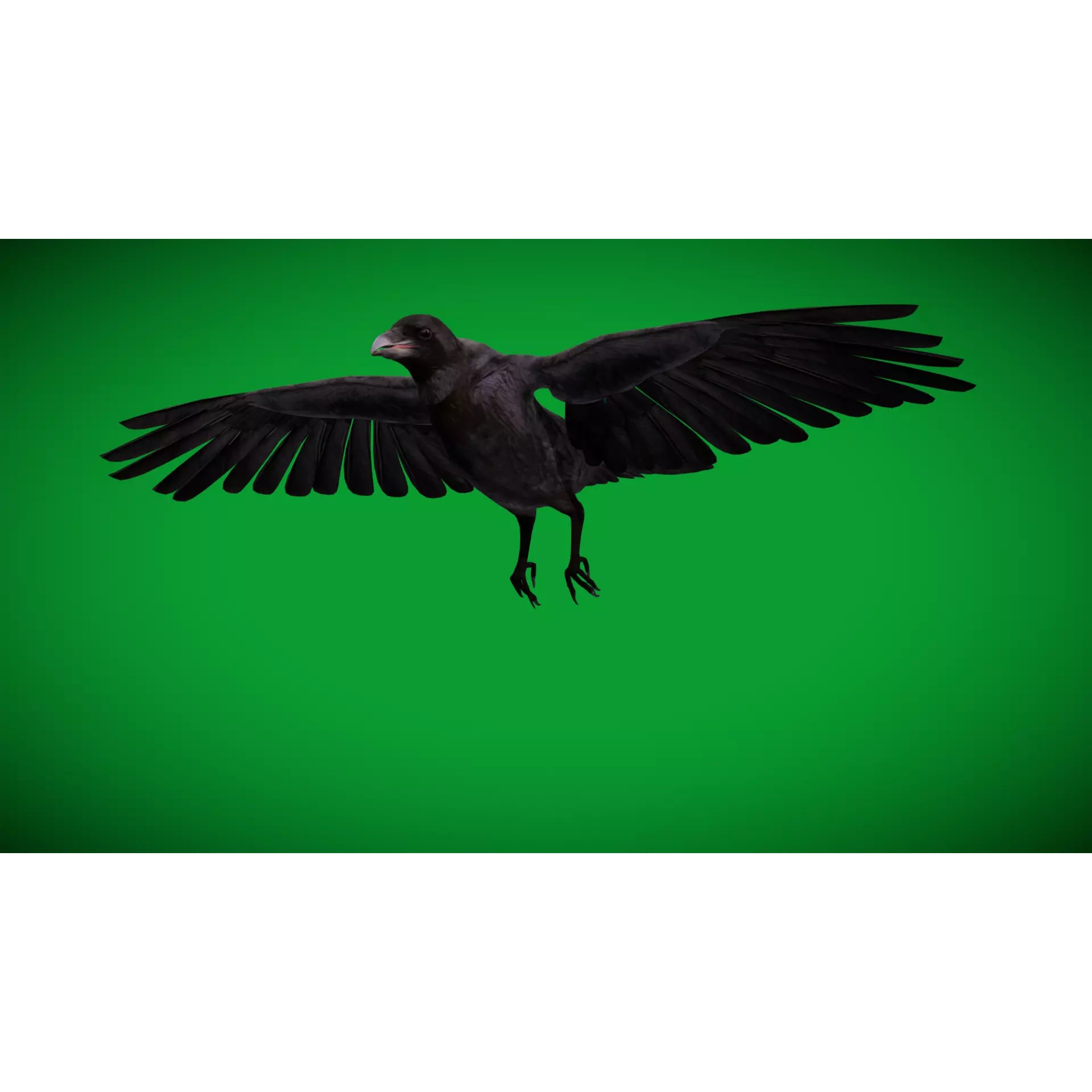 European Common Raven - Low-Poly Game-Ready 3D Model - View 35