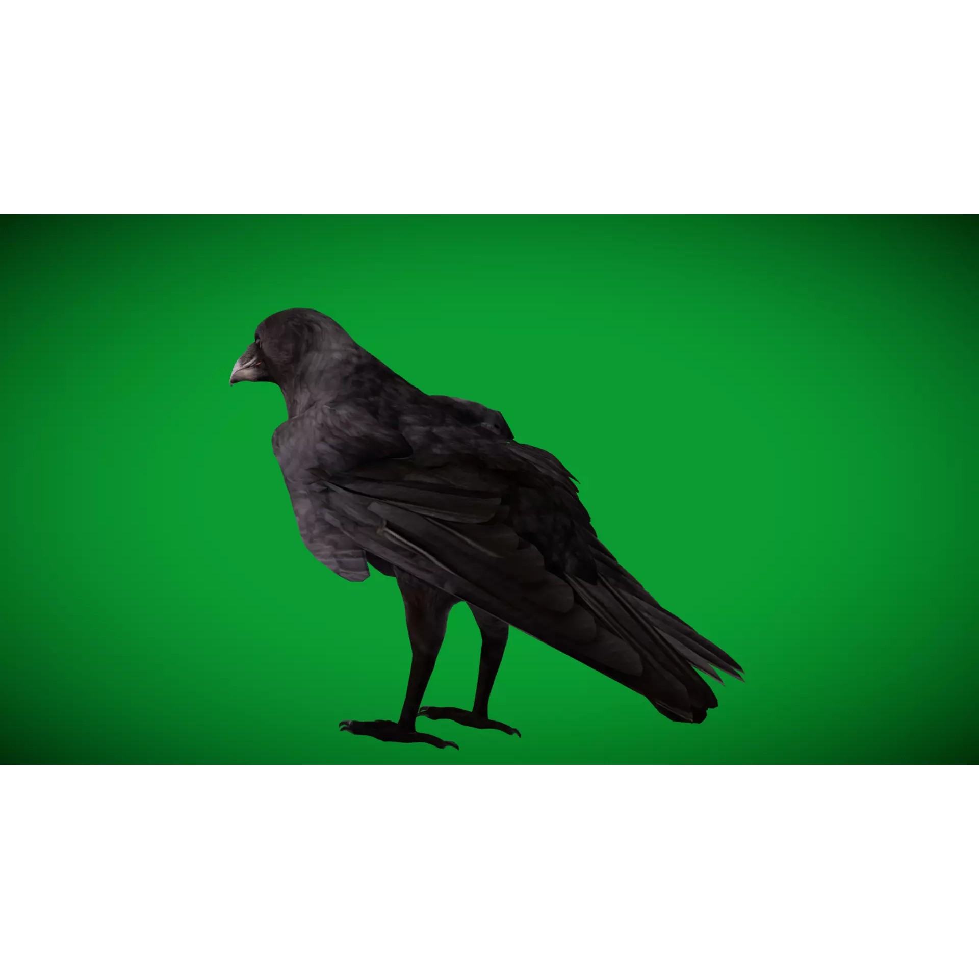 European Common Raven - Low-Poly Game-Ready 3D Model - View 38