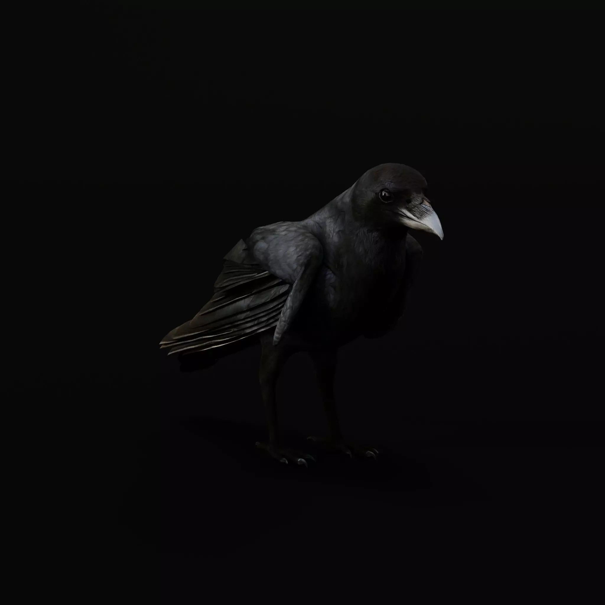 European Common Raven - Low-Poly Game-Ready 3D Model - View 40