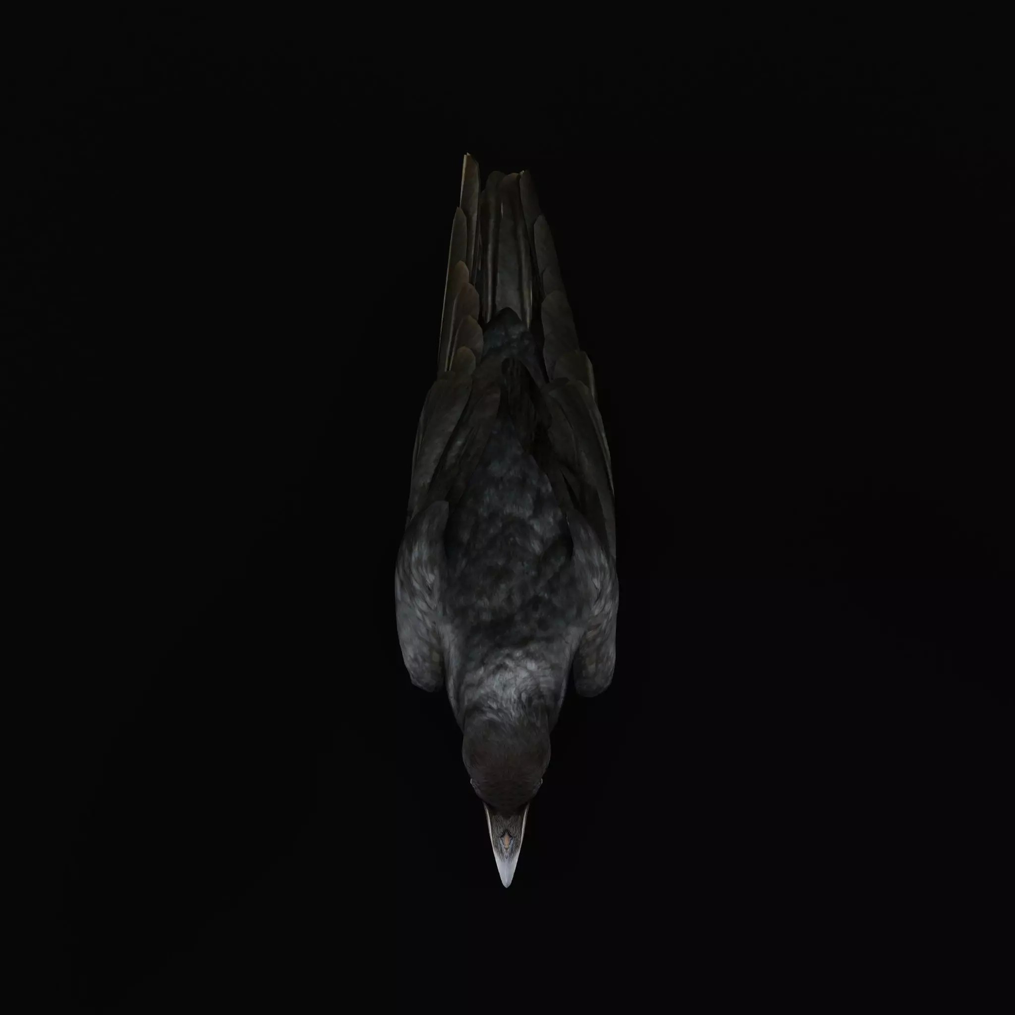 European Common Raven - Low-Poly Game-Ready 3D Model - View 42