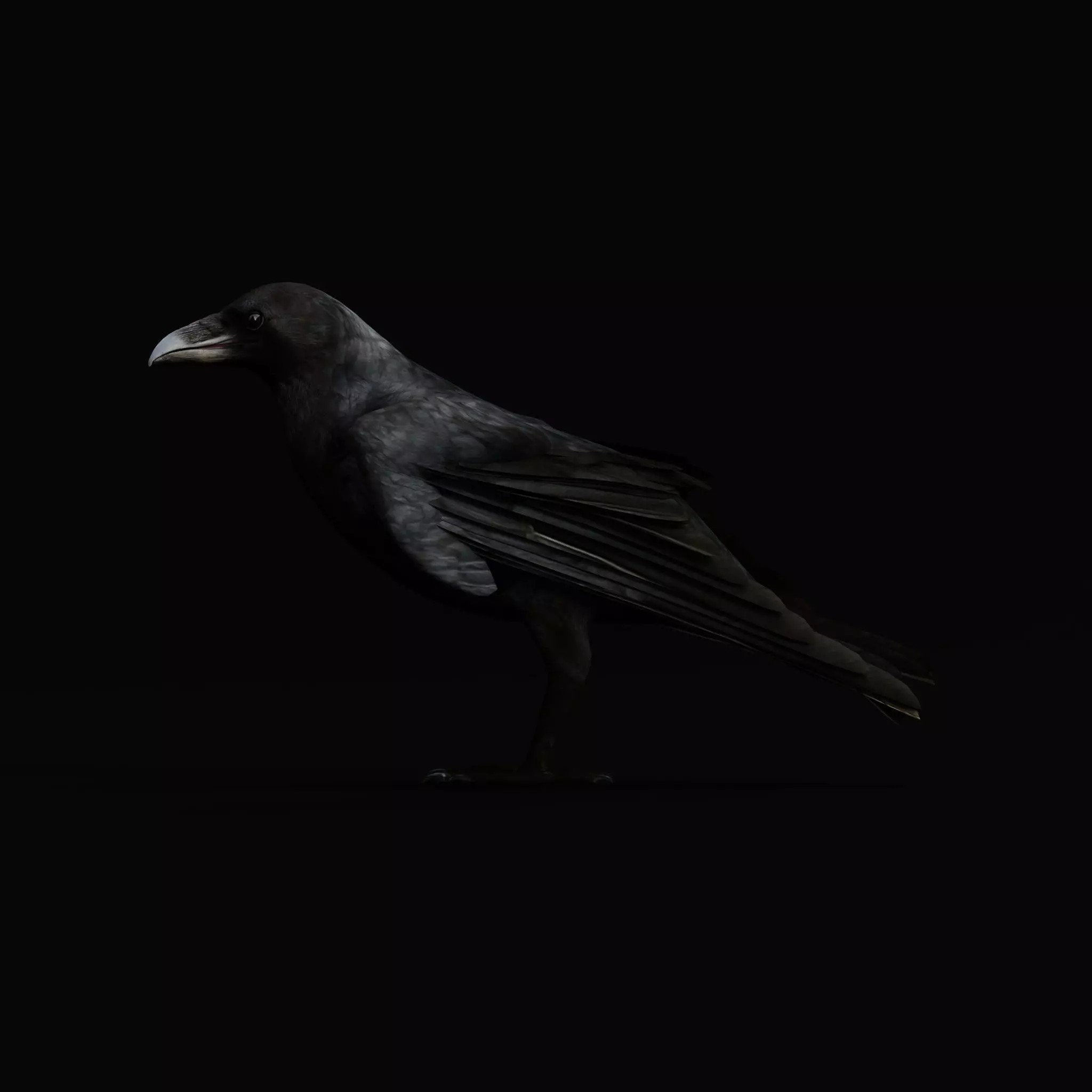 European Common Raven - Low-Poly Game-Ready 3D Model - View 43