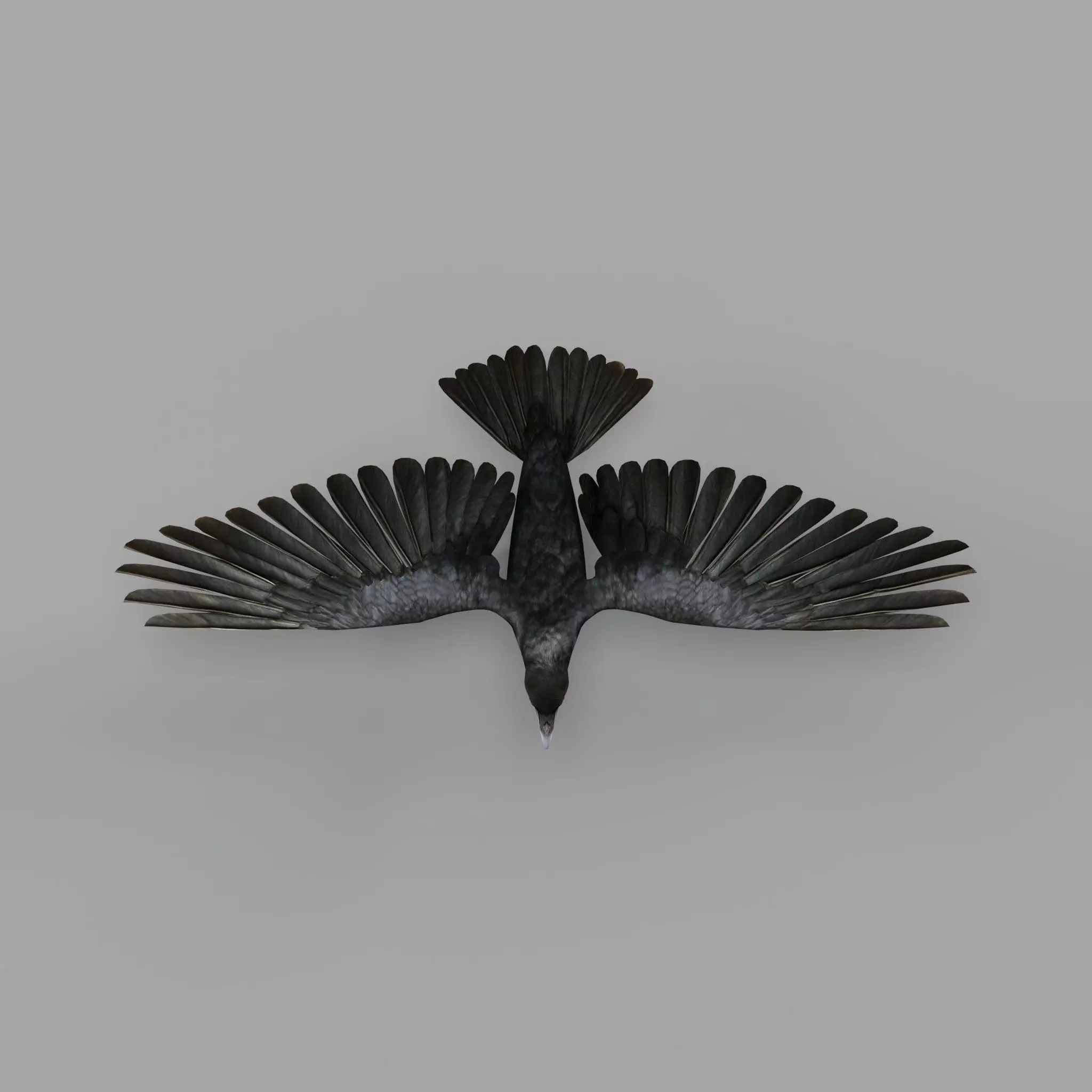 European Common Raven - Low-Poly Game-Ready 3D Model - View 44
