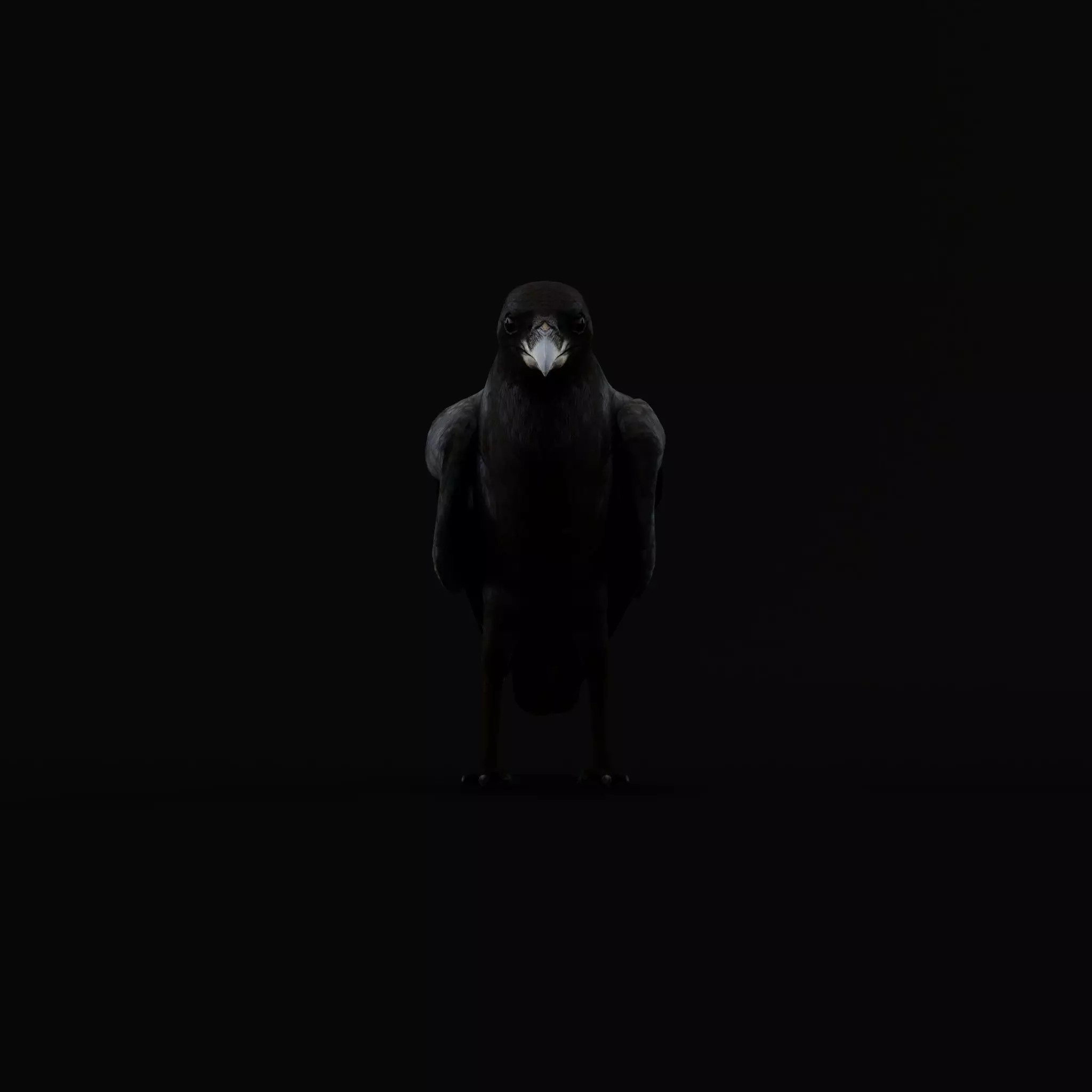 European Common Raven - Low-Poly Game-Ready 3D Model - View 46