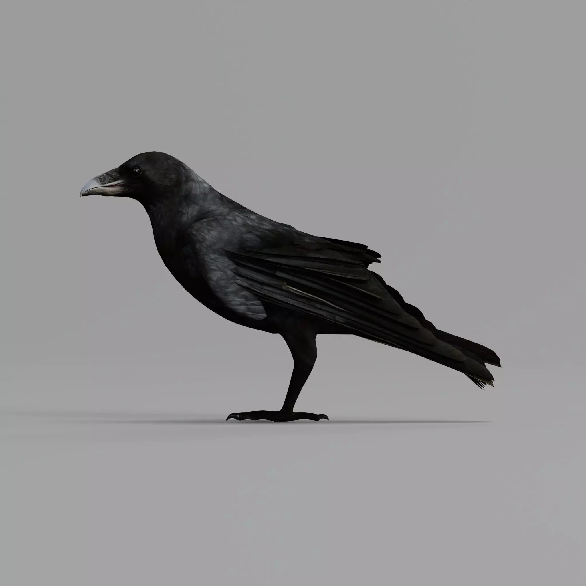 European Common Raven - Low-Poly Game-Ready 3D Model - View 48