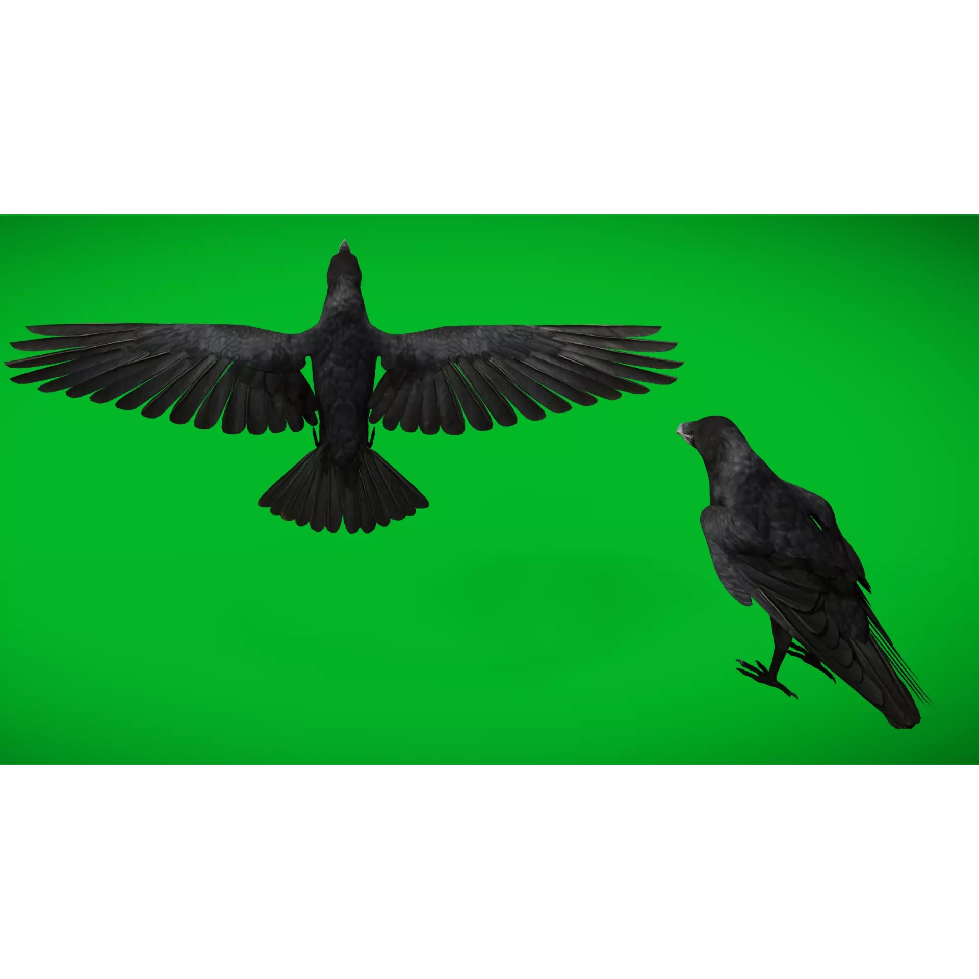 European Common Raven - Low-Poly Game-Ready 3D Model - View 5