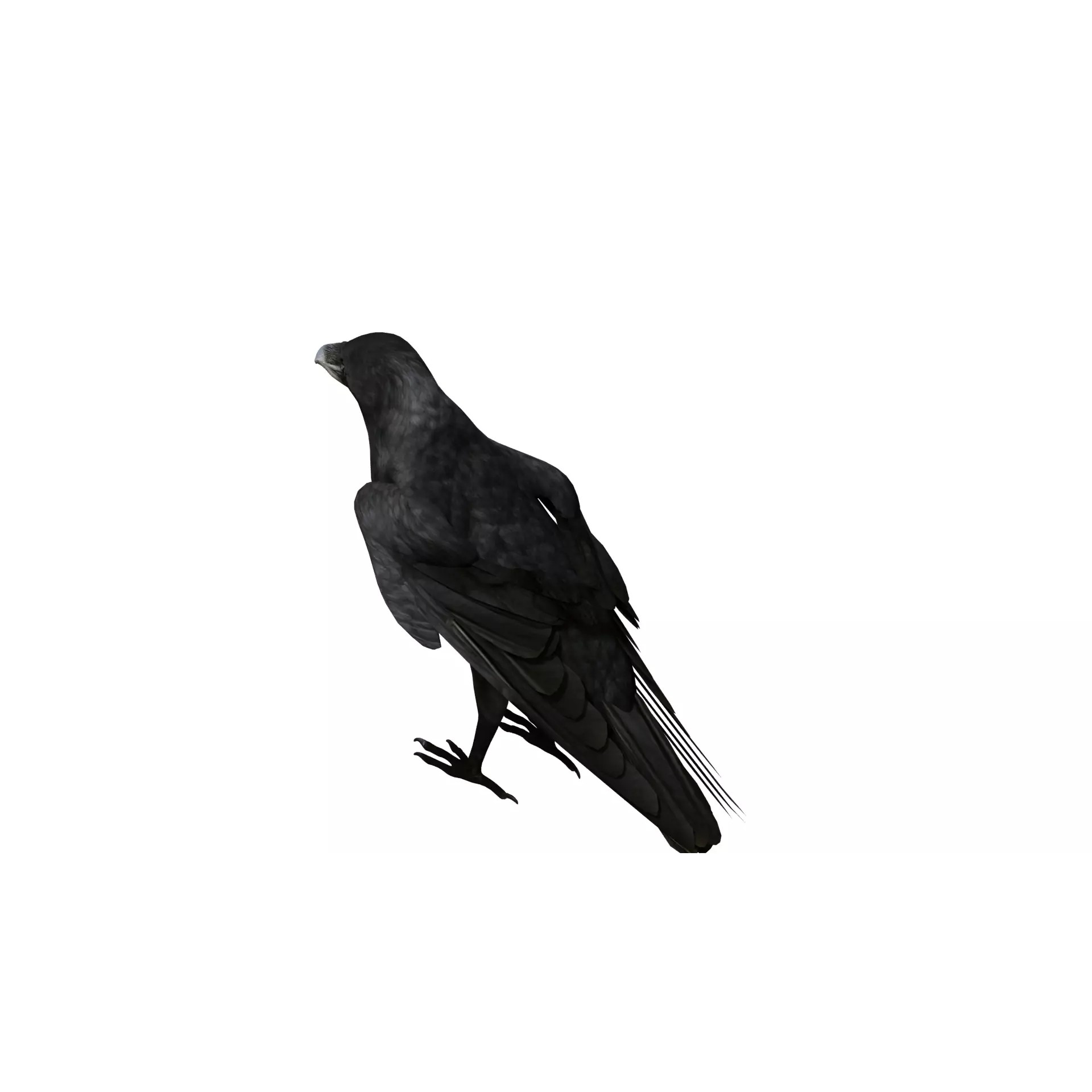 European Common Raven - Low-Poly Game-Ready 3D Model - View 50