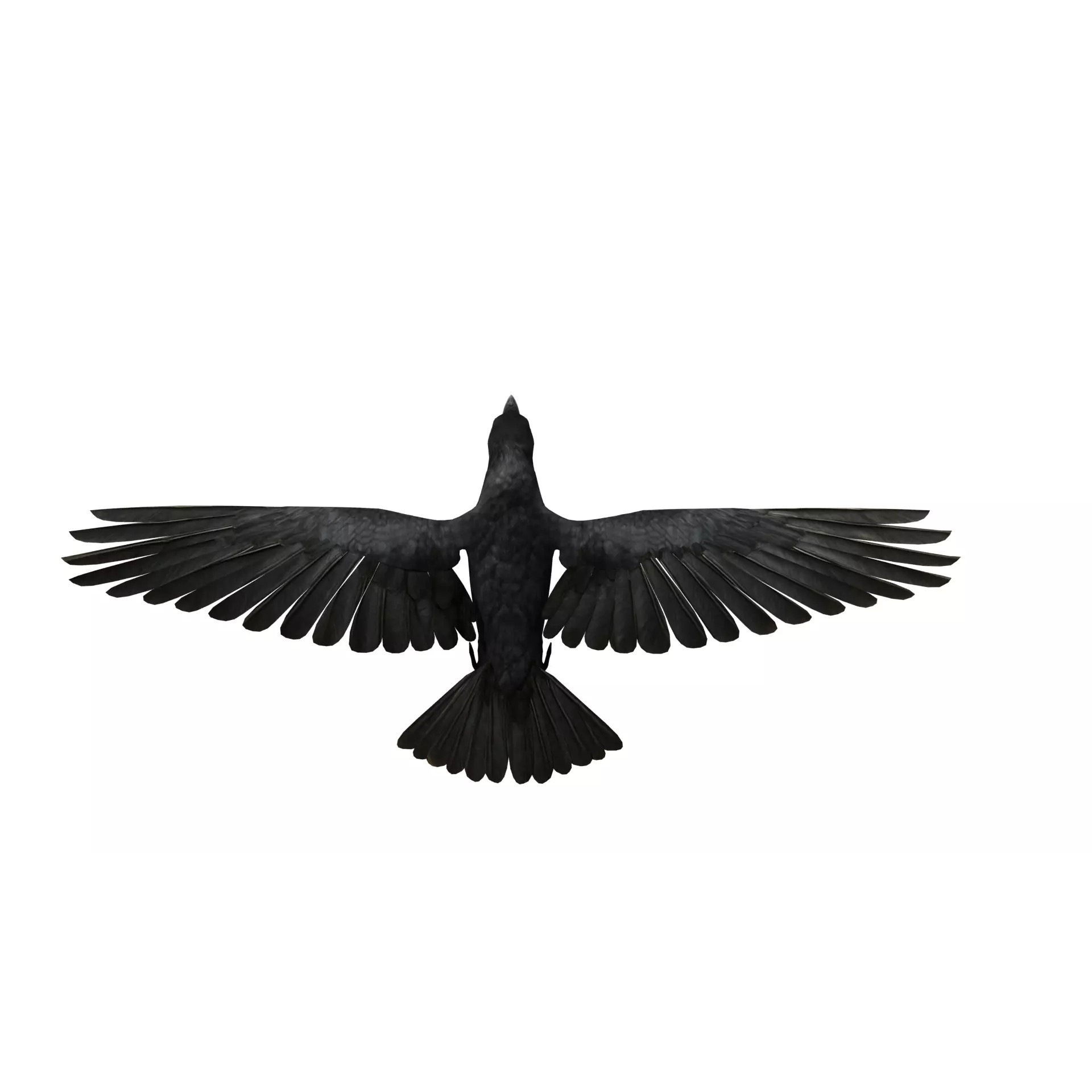 European Common Raven - Low-Poly Game-Ready 3D Model - View 51
