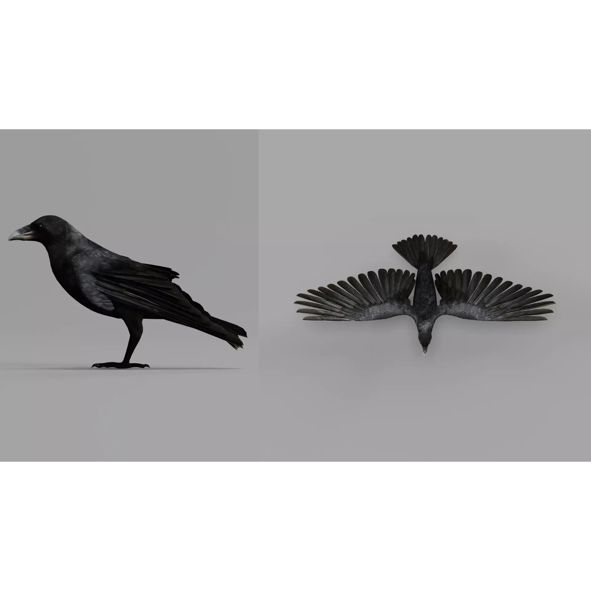 European Common Raven - Low-Poly Game-Ready 3D Model - View 6