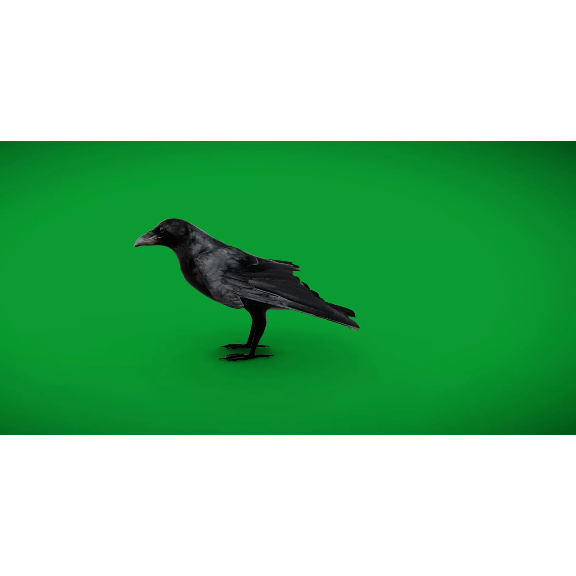 European Common Raven - Low-Poly Game-Ready 3D Model - View 7