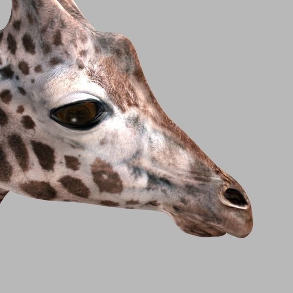 Colossal Animal Pack - Low-Poly Game-Ready 3D Model - View 27