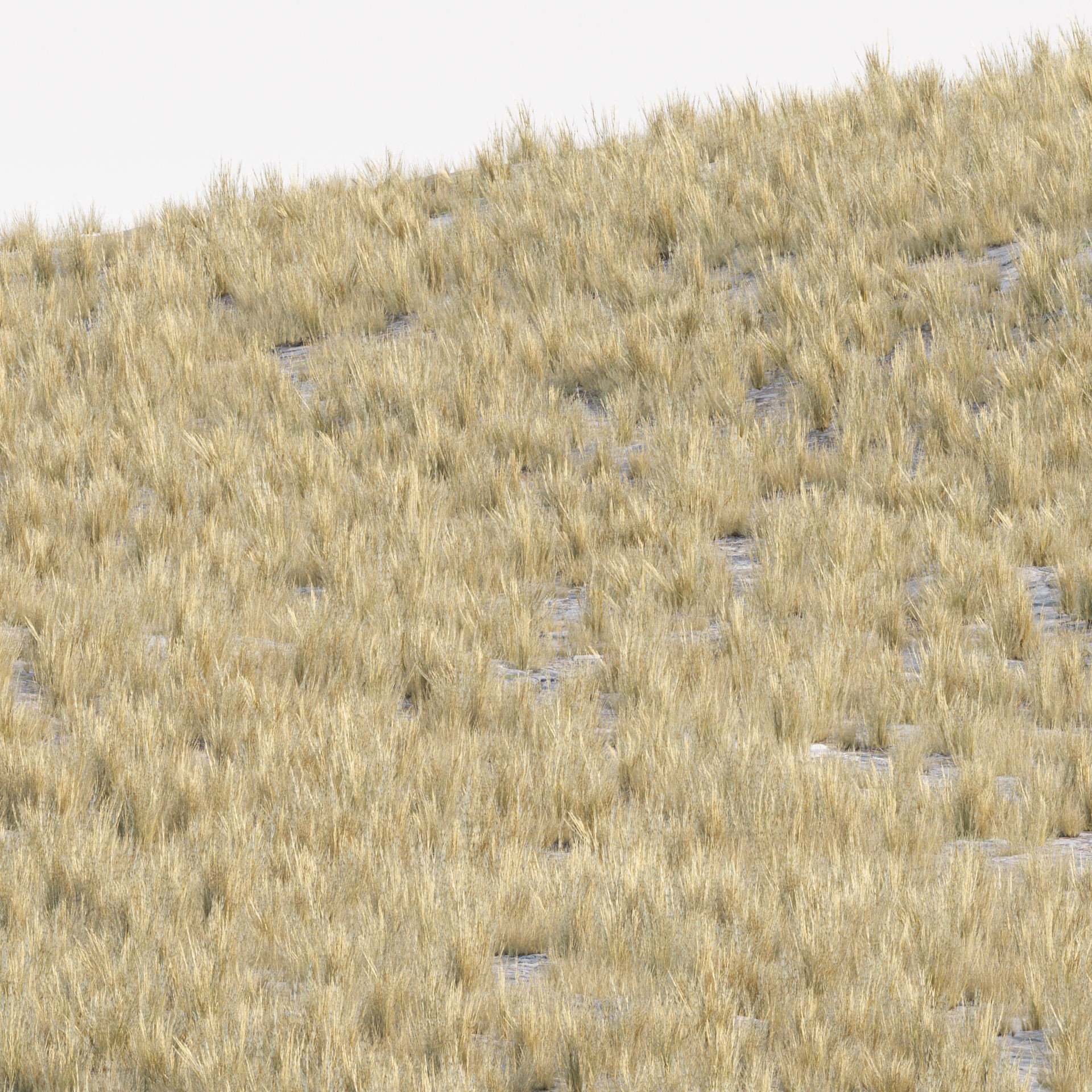 Low Poly Wild Grass Pack - Low-Poly Game-Ready 3D Model