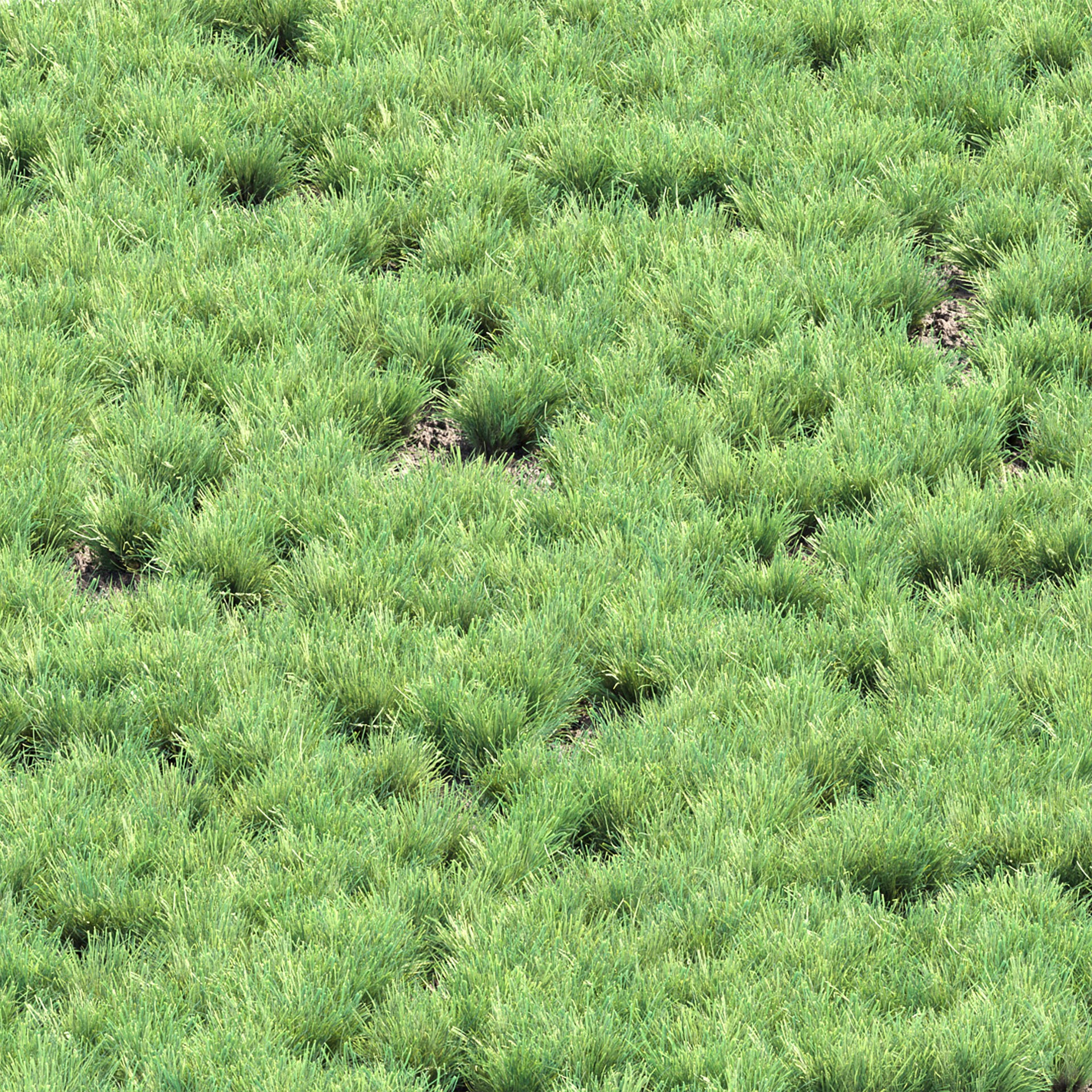 Low Poly Wild Grass Pack - Low-Poly Game-Ready 3D Model - View 16