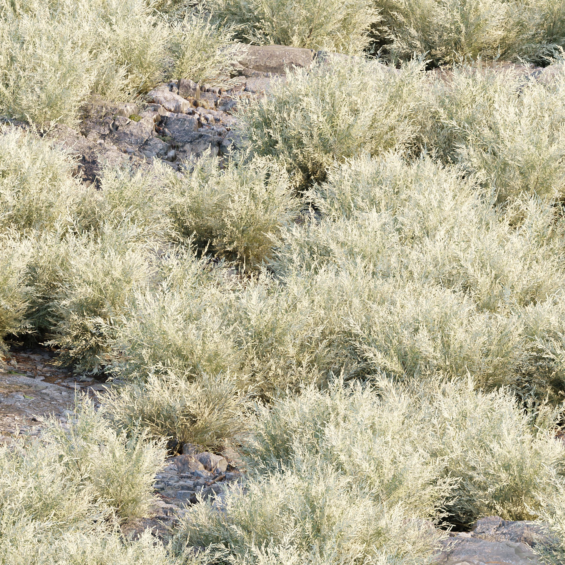 Low Poly Wild Grass Pack - Low-Poly Game-Ready 3D Model - View 5