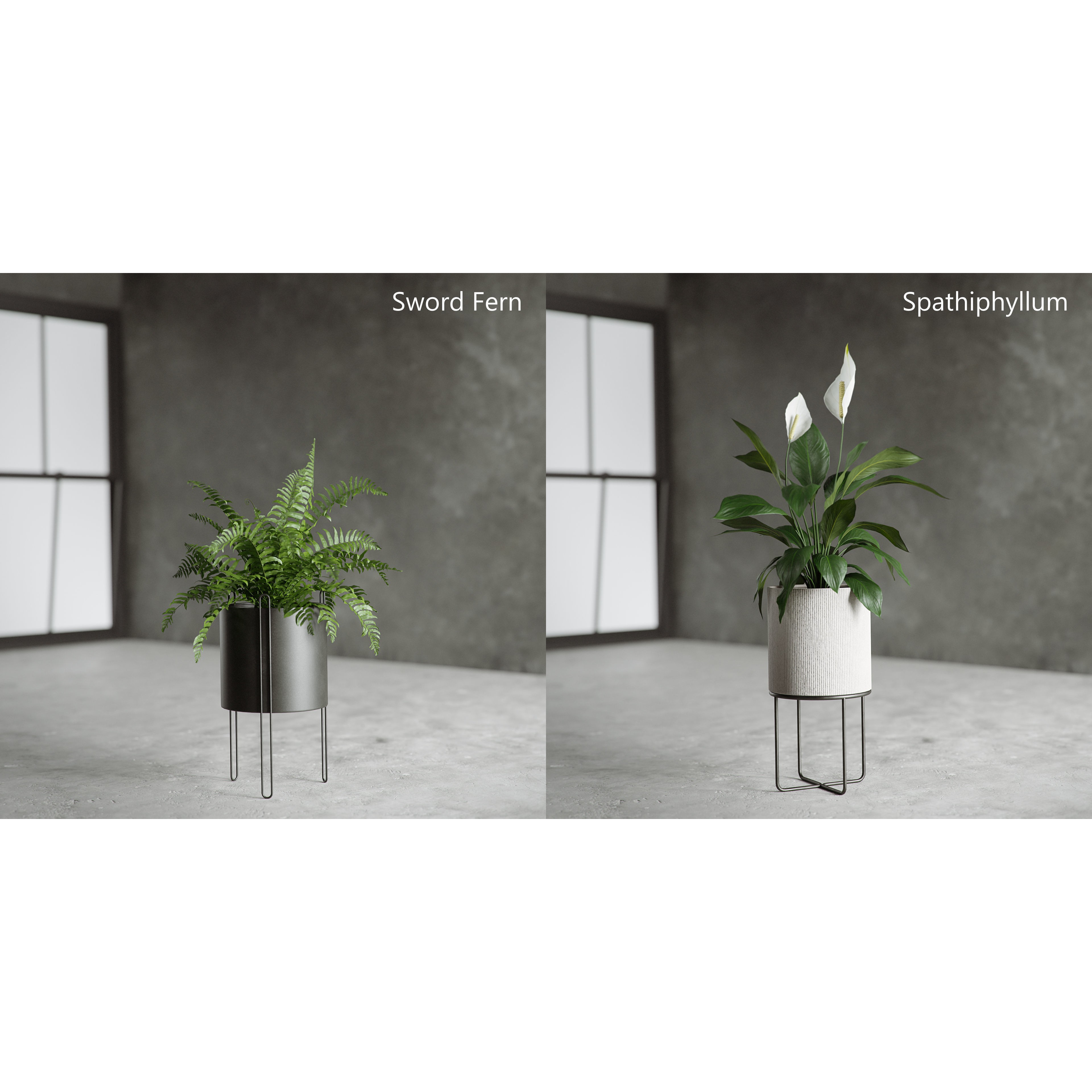 Plants Collection for Archviz 02 - Game-Ready 3D Model - View 11