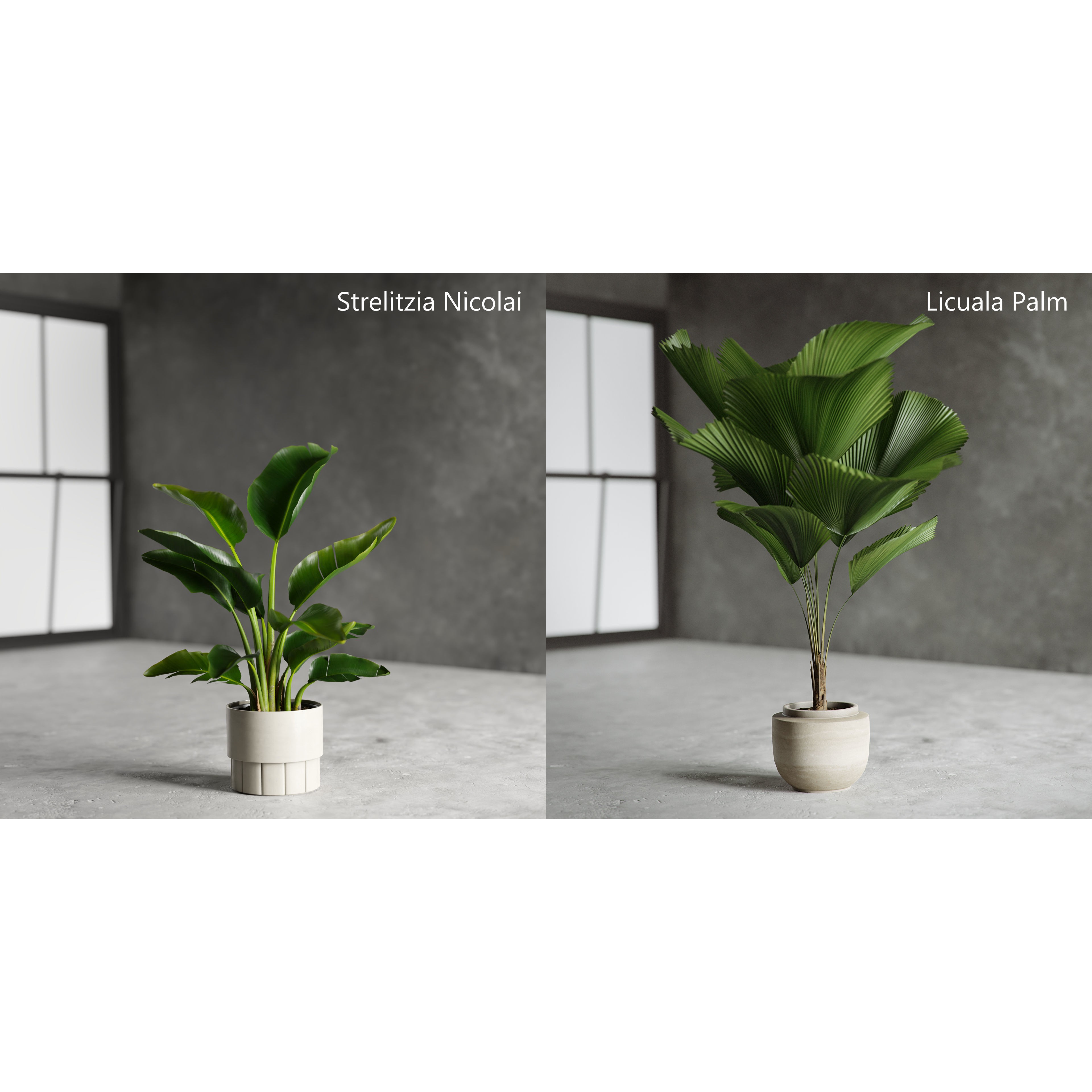 Plants Collection for Archviz 02 - Game-Ready 3D Model - View 14