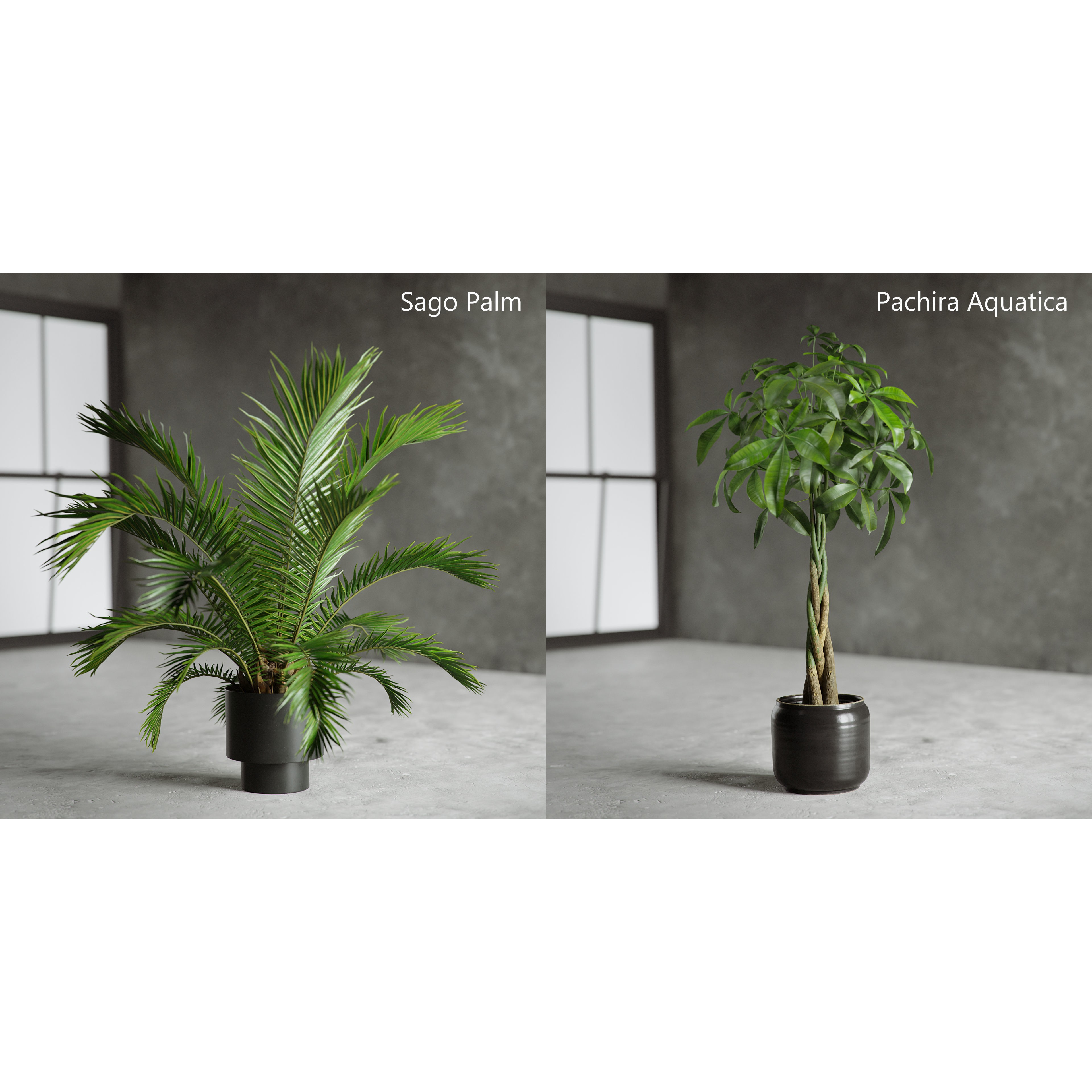 Plants Collection for Archviz 02 - Game-Ready 3D Model - View 8