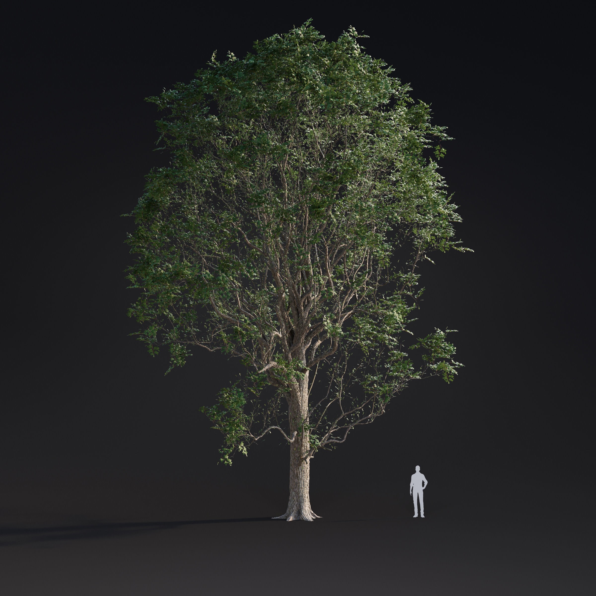 Spring Trees Collection - Game-Ready 3D Model - View 10