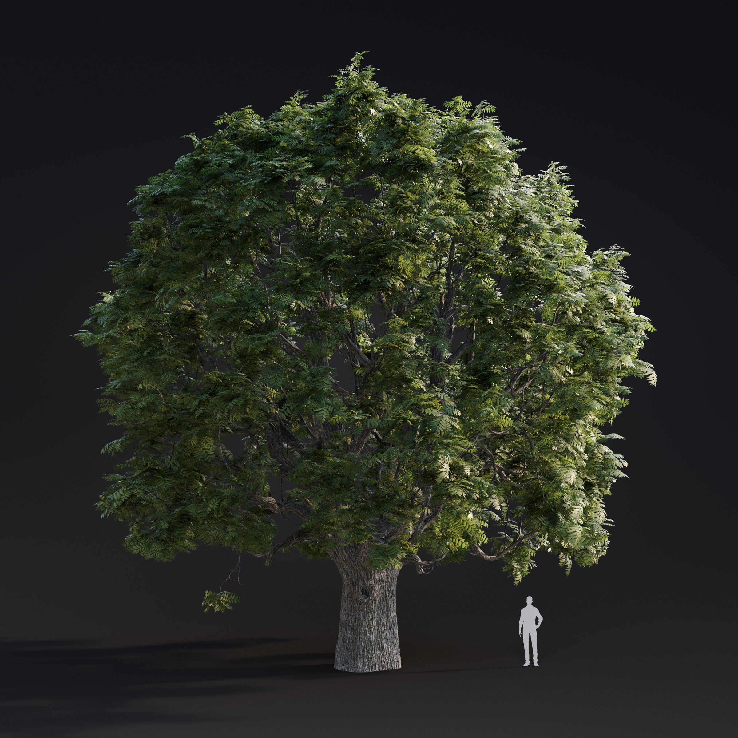 Spring Trees Collection - Game-Ready 3D Model - View 11