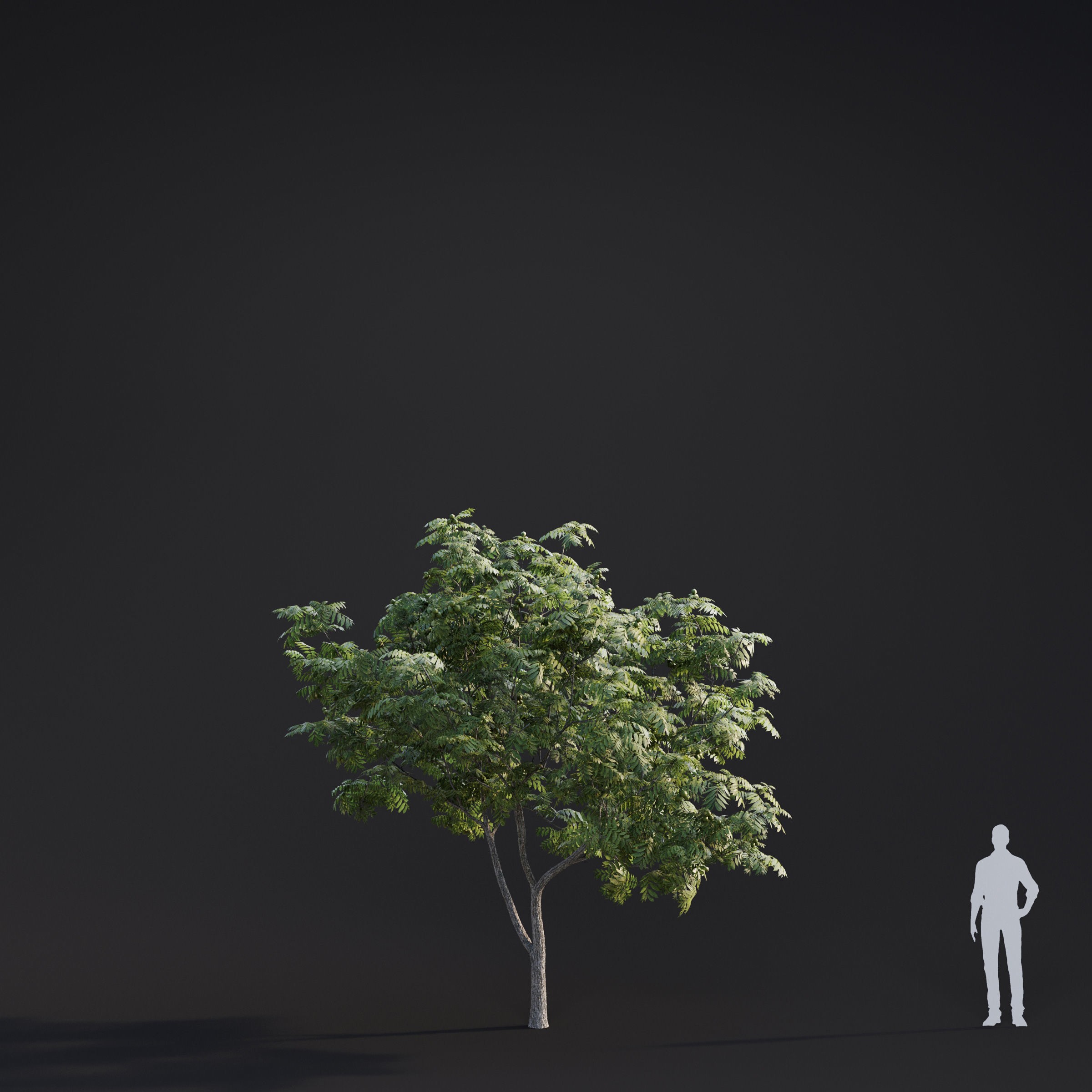 Spring Trees Collection - Game-Ready 3D Model - View 12