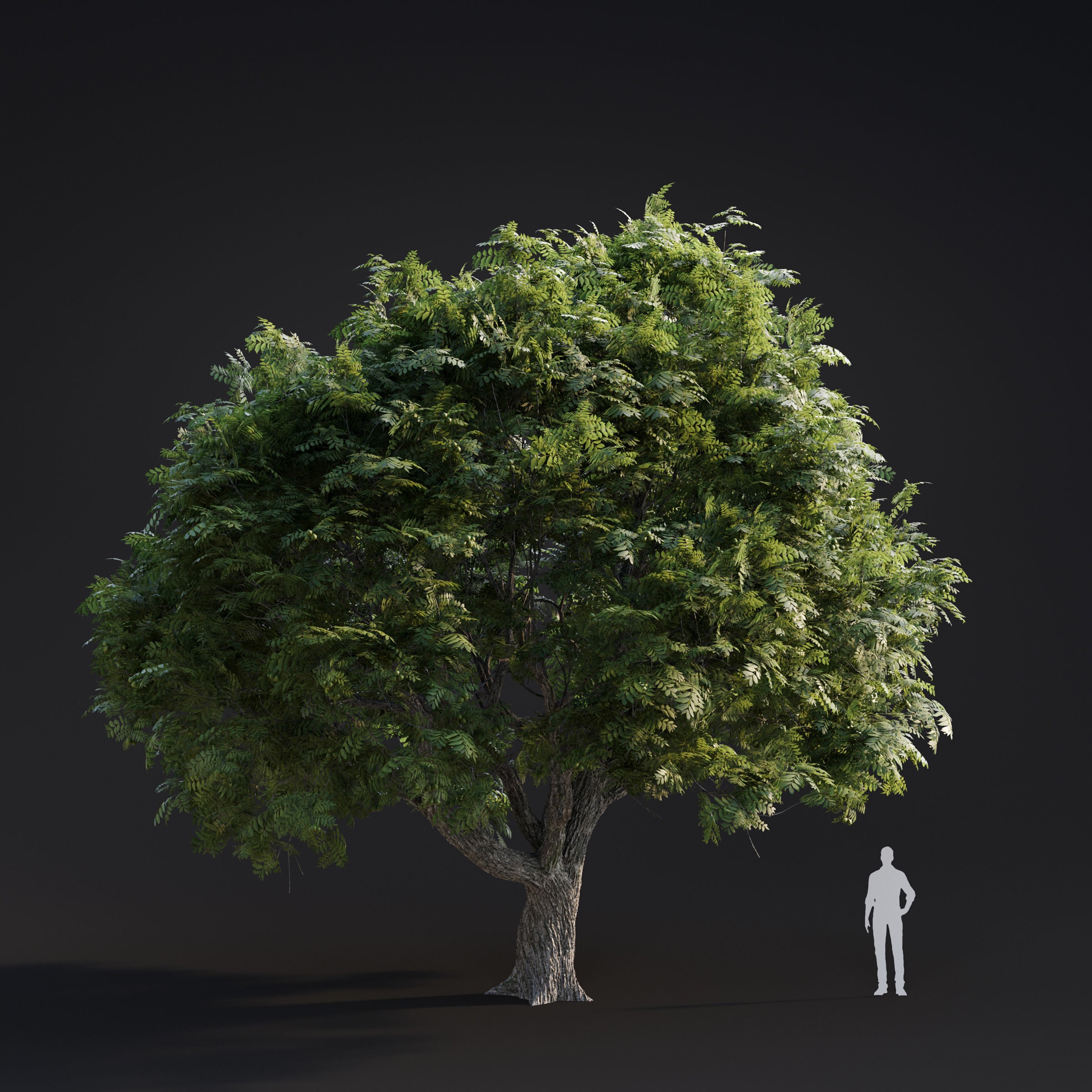 Spring Trees Collection - Game-Ready 3D Model - View 13