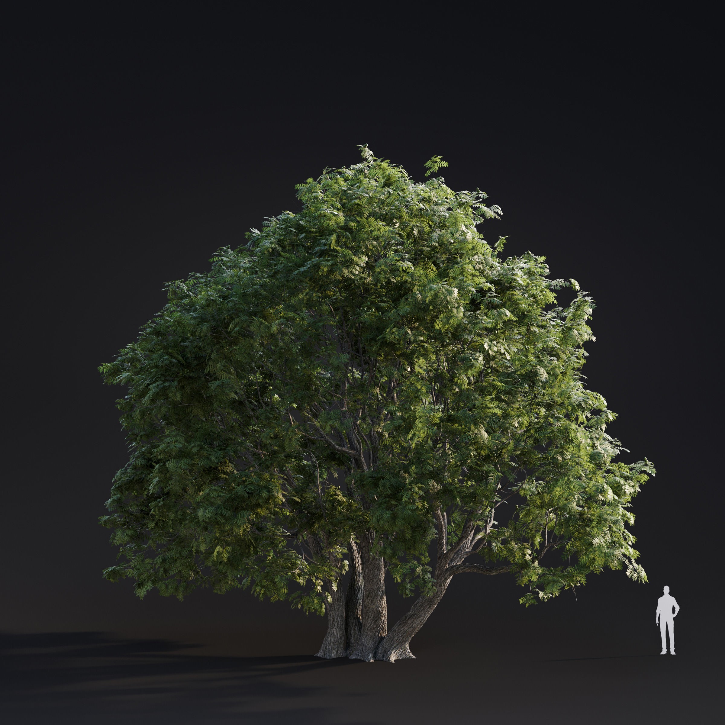 Spring Trees Collection - Game-Ready 3D Model - View 14