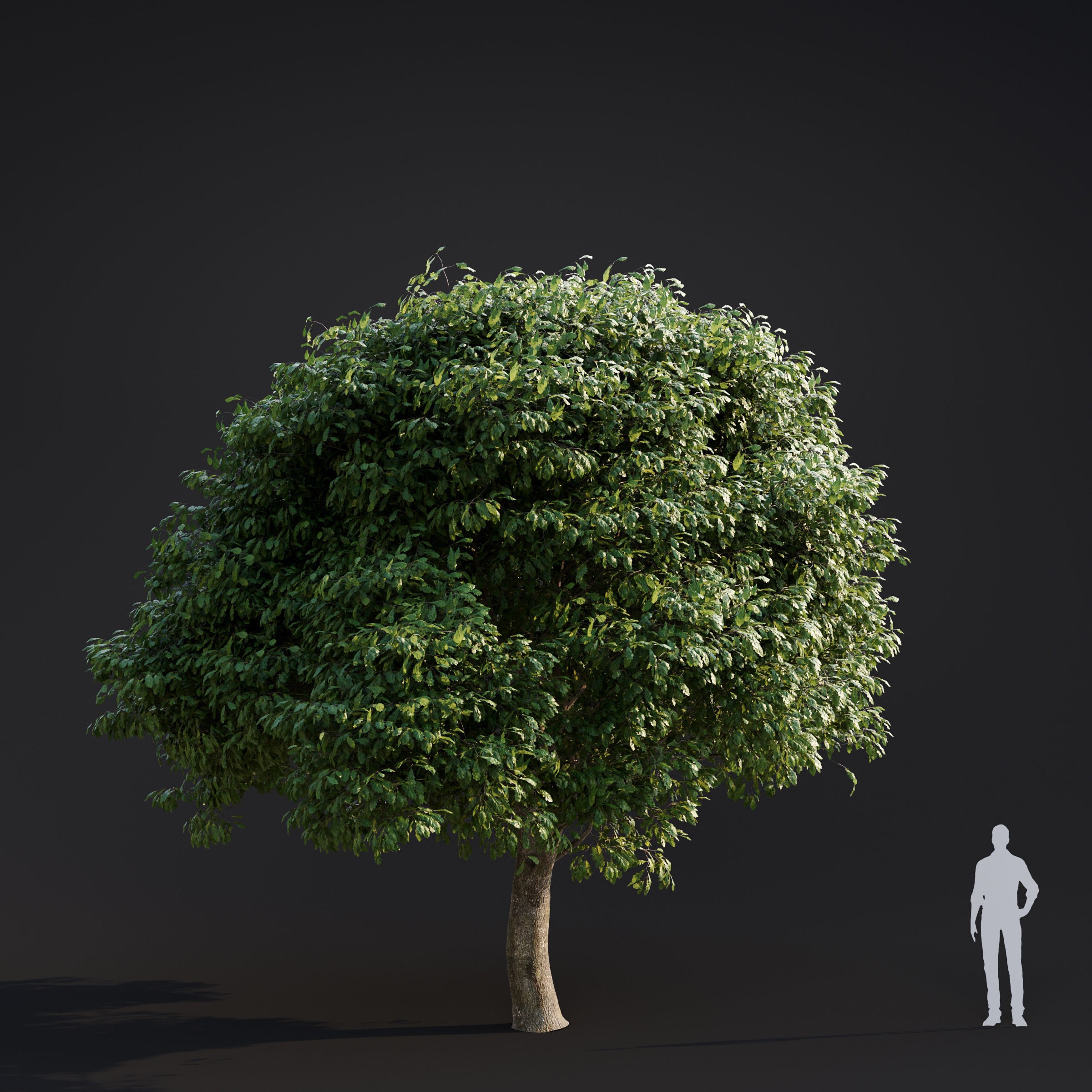 Spring Trees Collection - Game-Ready 3D Model - View 15