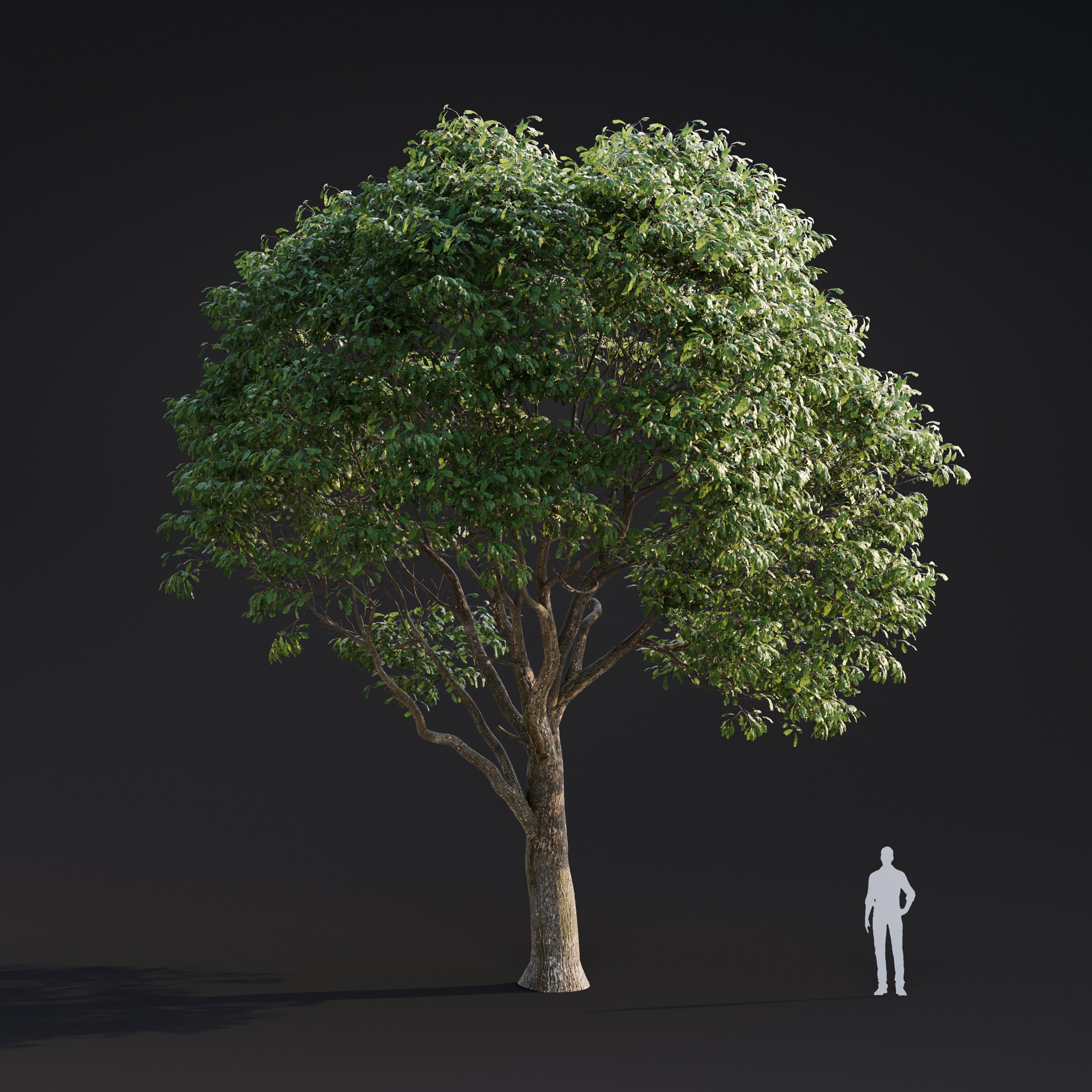 Spring Trees Collection - Game-Ready 3D Model - View 16