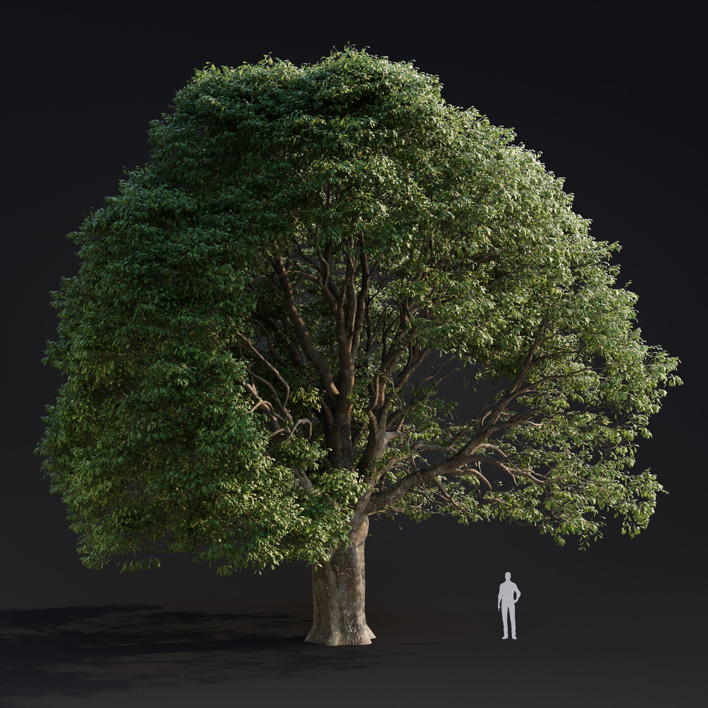 Spring Trees Collection - Game-Ready 3D Model - View 17