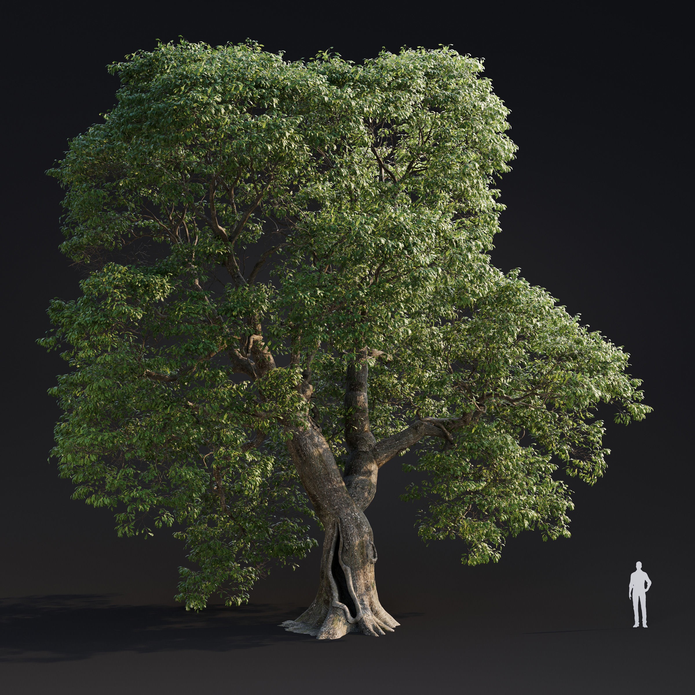 Spring Trees Collection - Game-Ready 3D Model - View 18