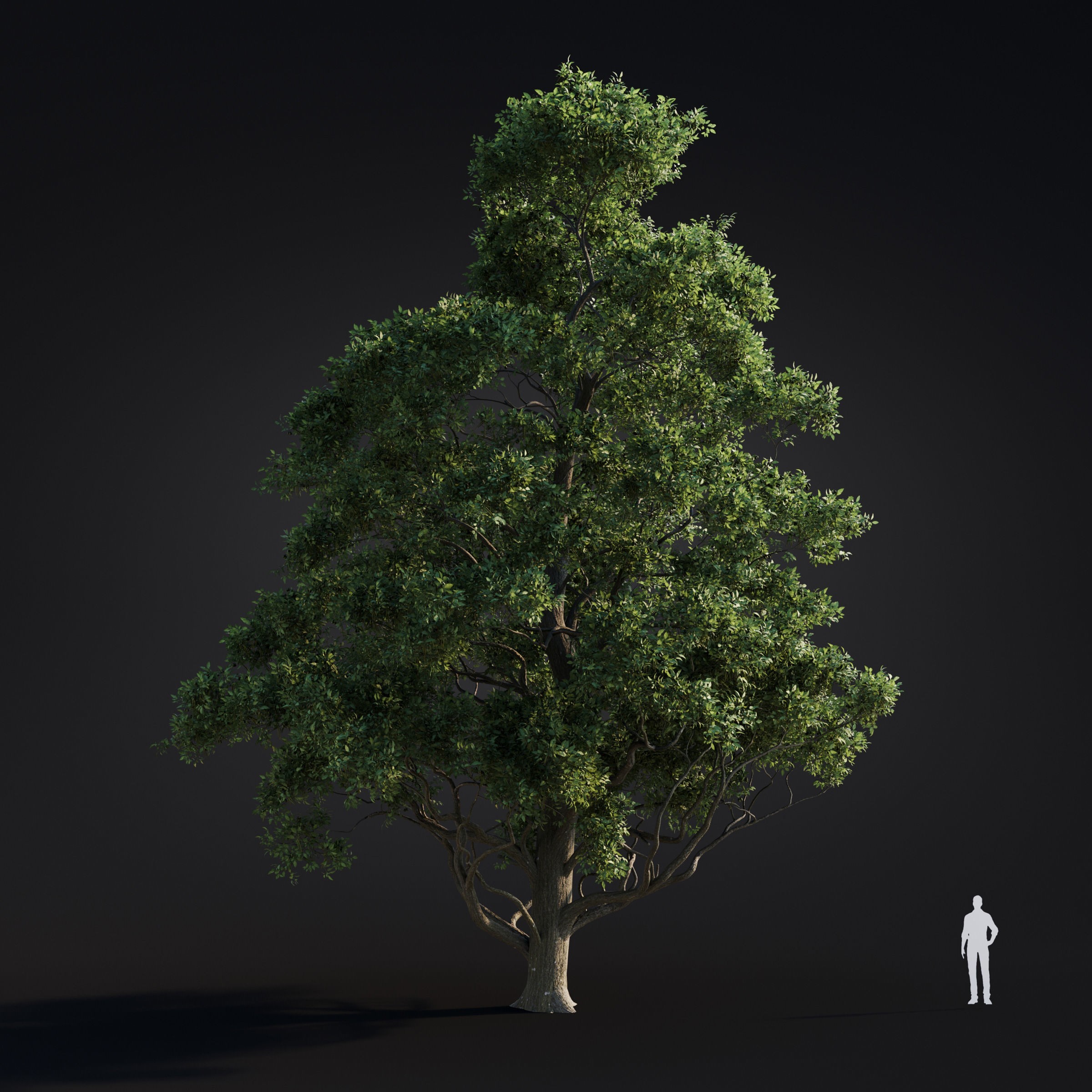 Spring Trees Collection - Game-Ready 3D Model - View 23