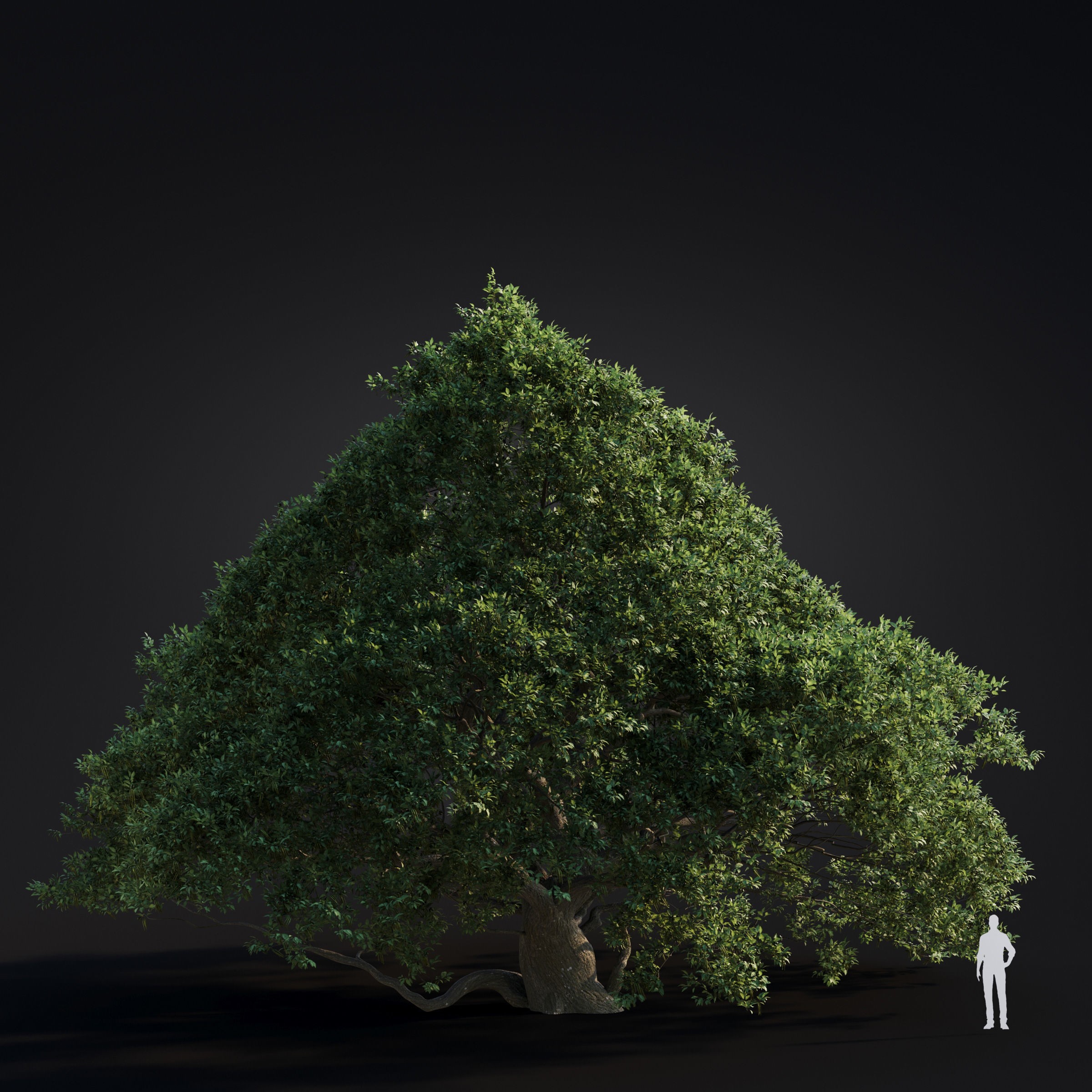 Spring Trees Collection - Game-Ready 3D Model - View 24