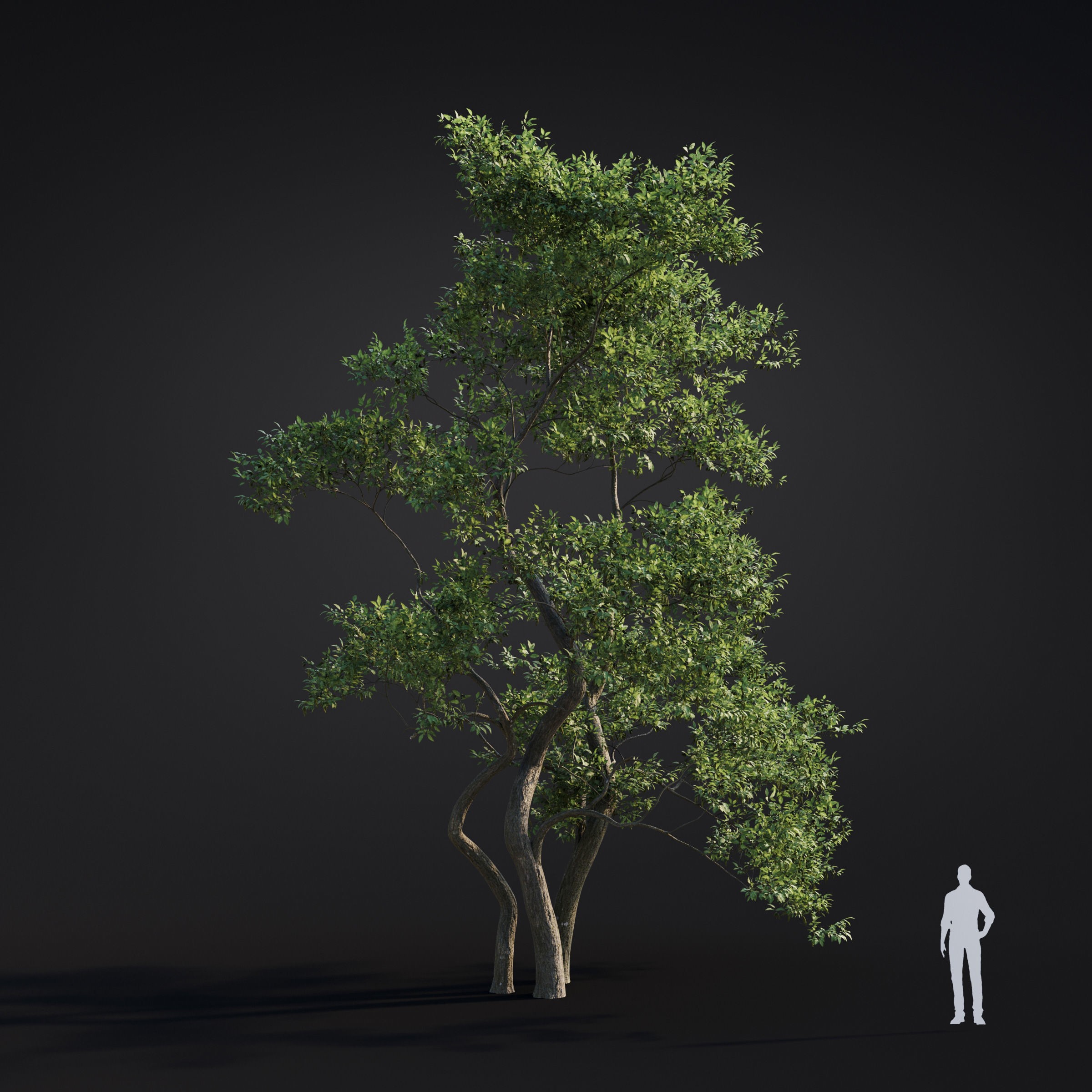 Spring Trees Collection - Game-Ready 3D Model - View 25