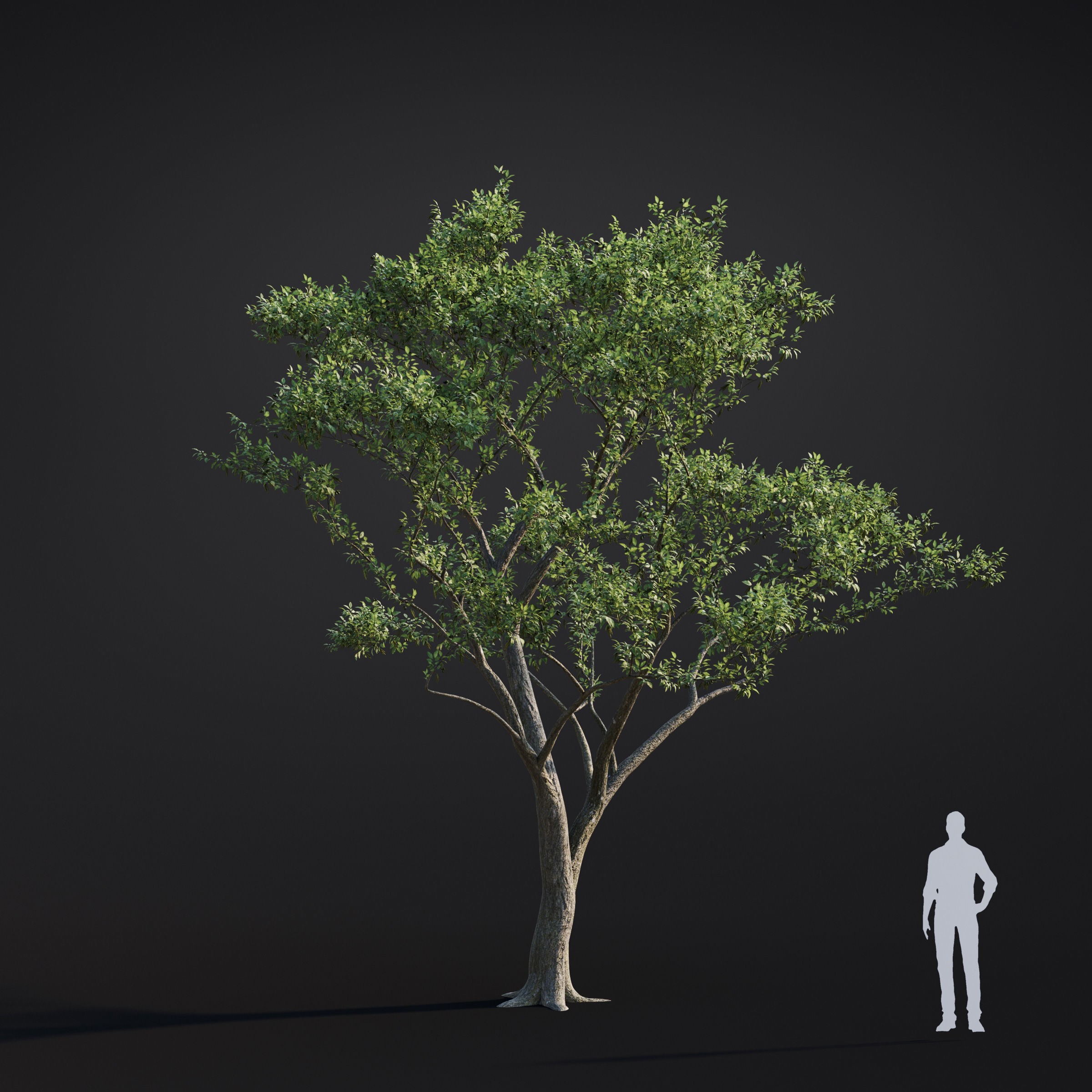 Spring Trees Collection - Game-Ready 3D Model - View 26
