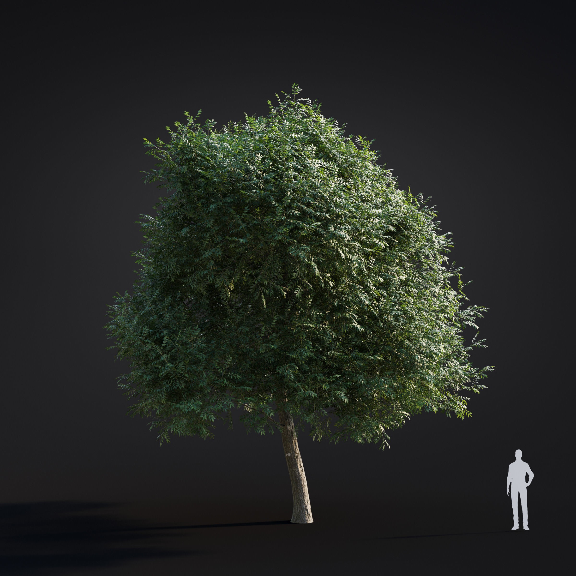 Spring Trees Collection - Game-Ready 3D Model - View 27