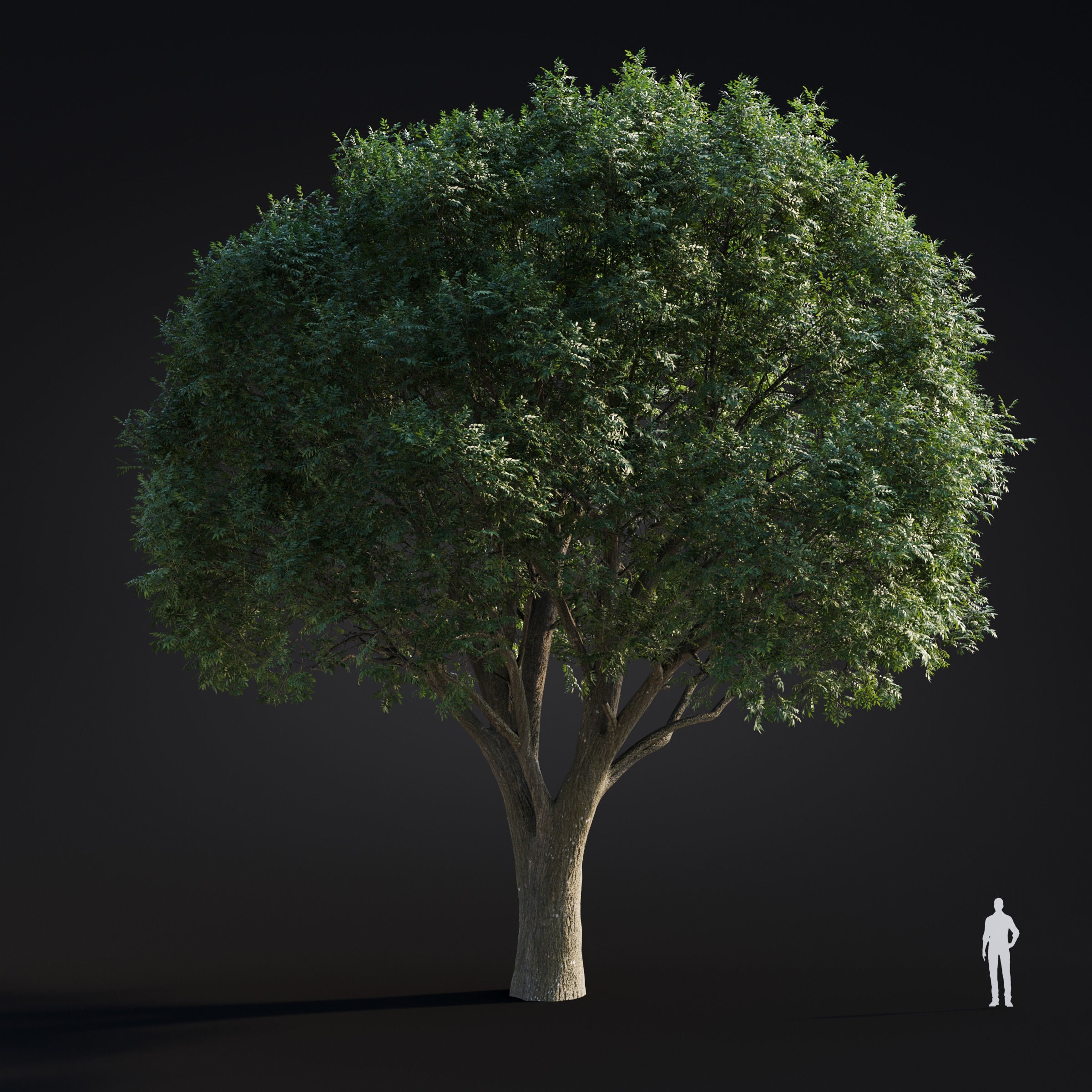 Spring Trees Collection - Game-Ready 3D Model - View 28