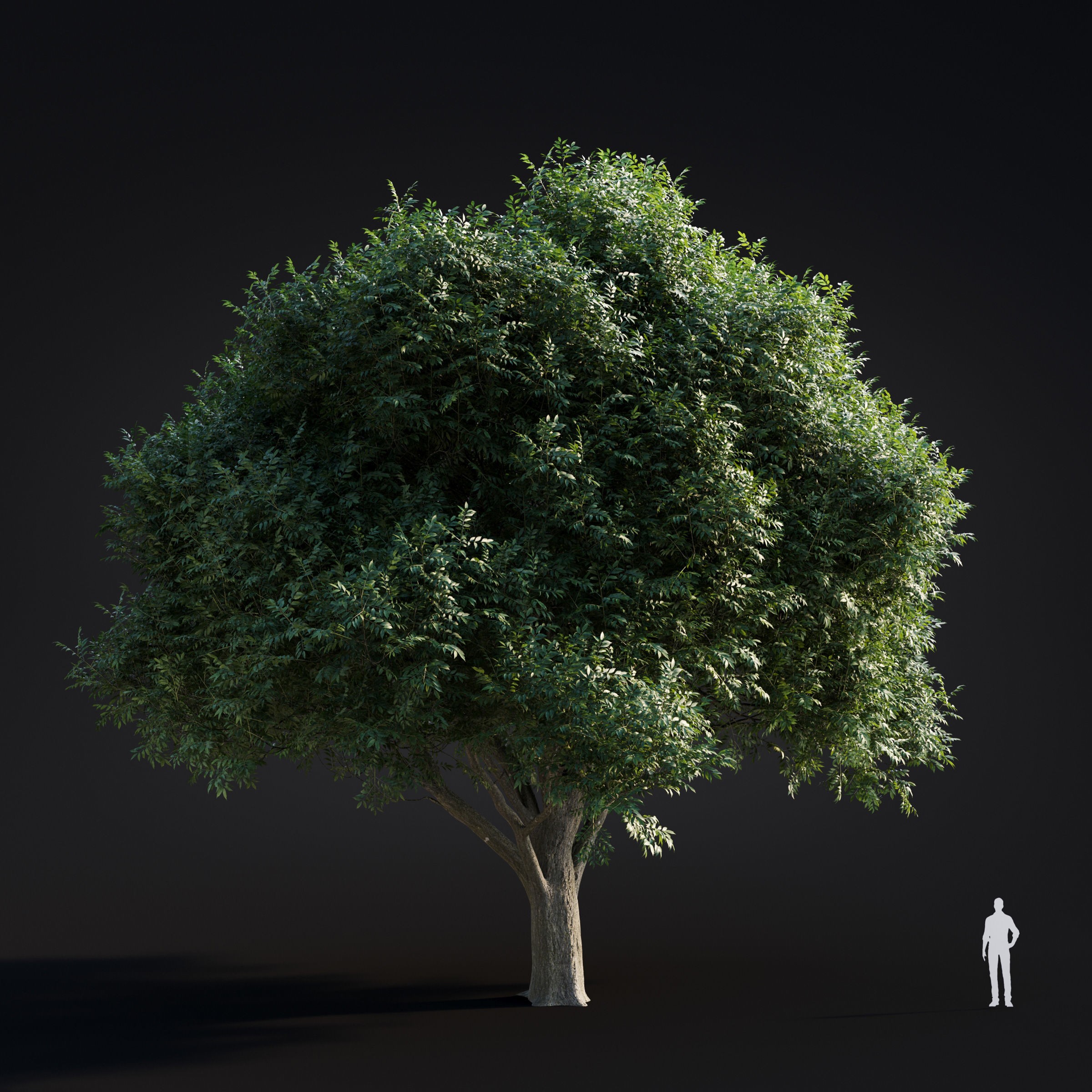 Spring Trees Collection - Game-Ready 3D Model - View 29