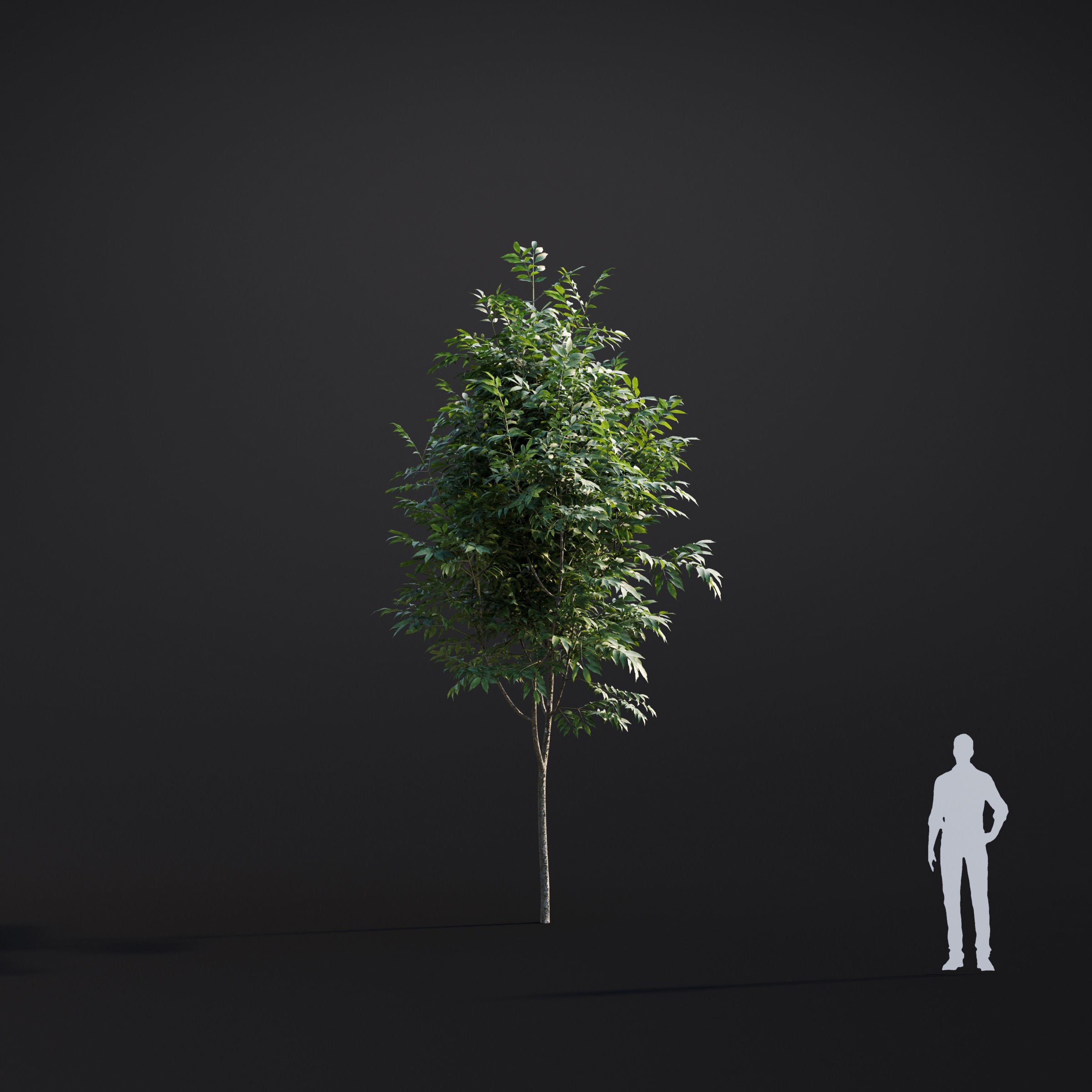 Spring Trees Collection - Game-Ready 3D Model - View 30