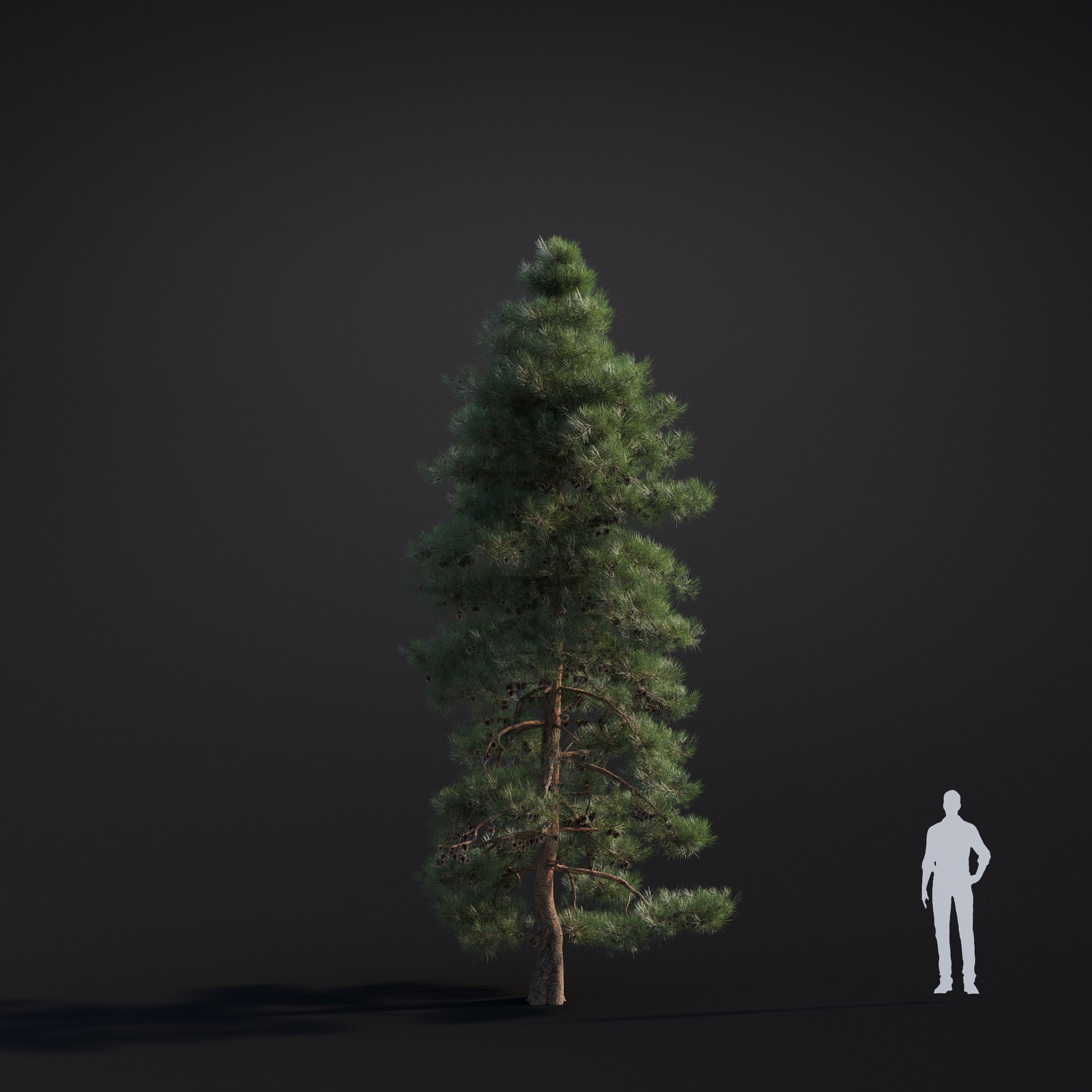 Spring Trees Collection - Game-Ready 3D Model - View 33