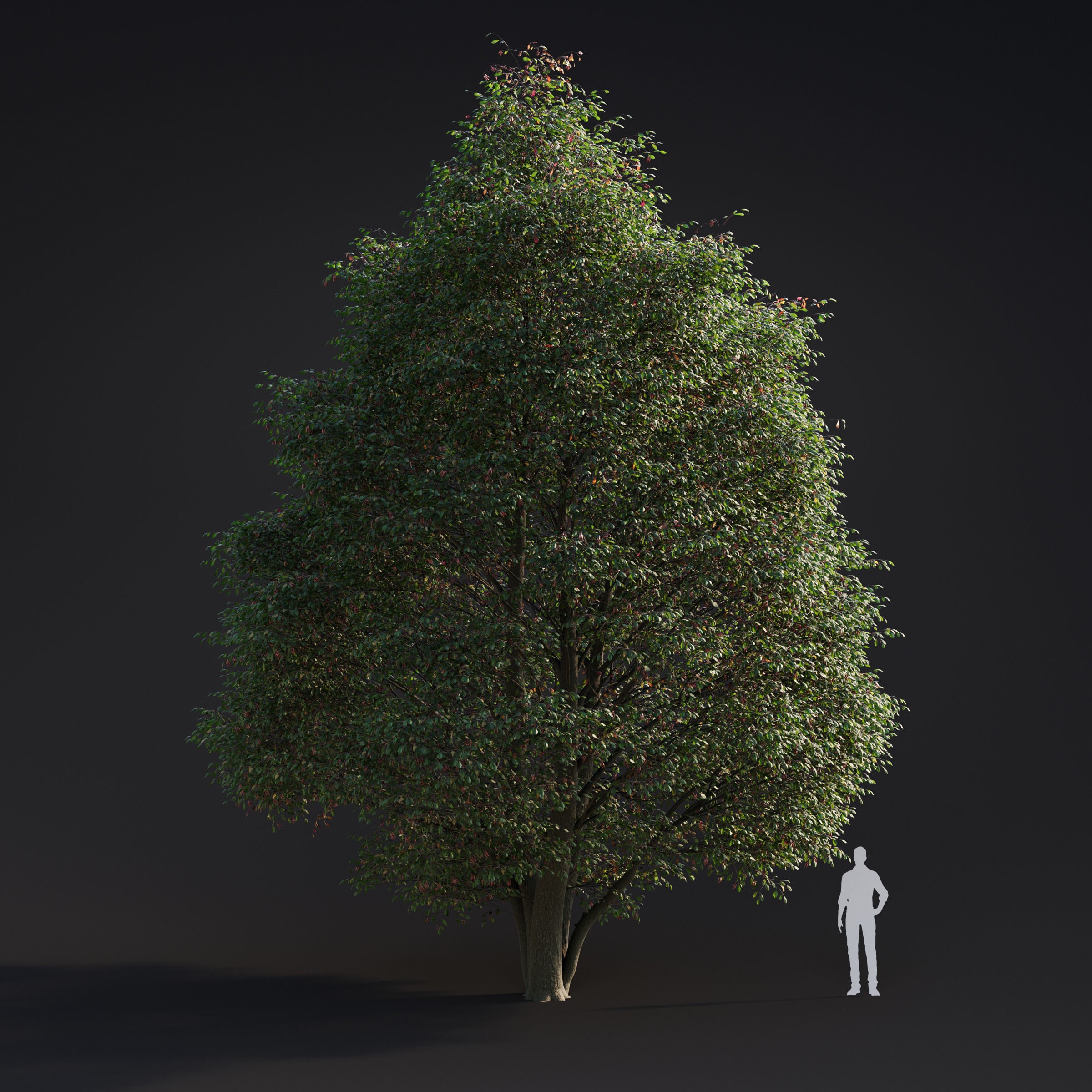 Spring Trees Collection - Game-Ready 3D Model - View 4