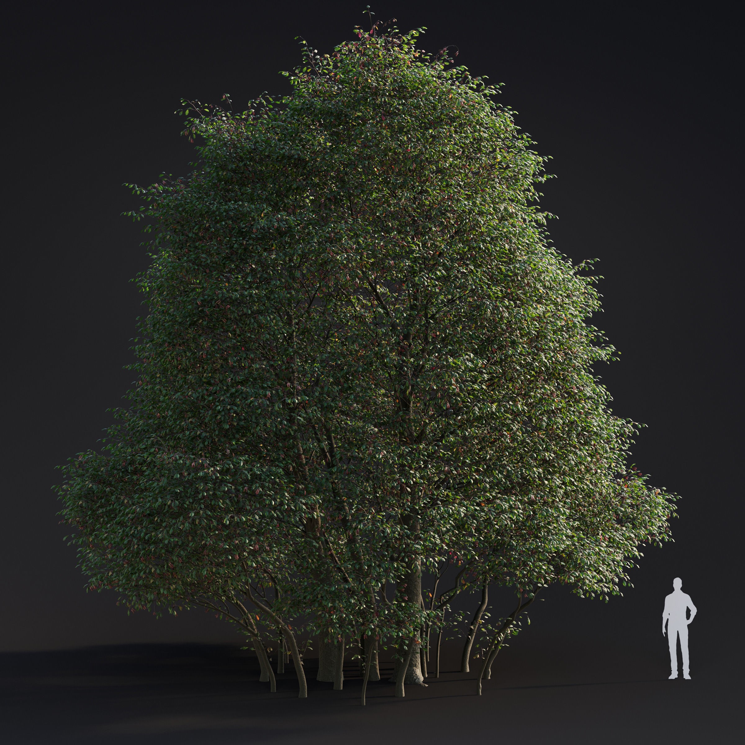 Spring Trees Collection - Game-Ready 3D Model - View 5