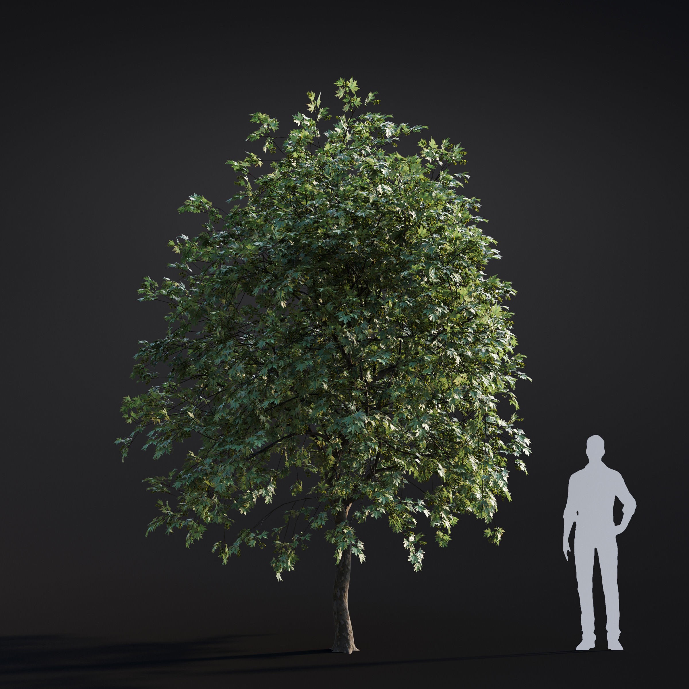 Spring Trees Collection - Game-Ready 3D Model - View 51