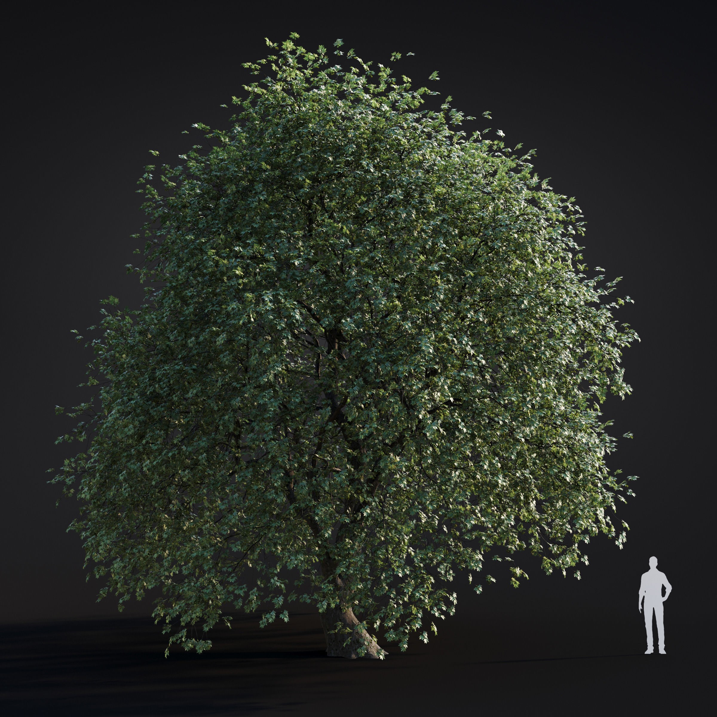 Spring Trees Collection - Game-Ready 3D Model - View 53