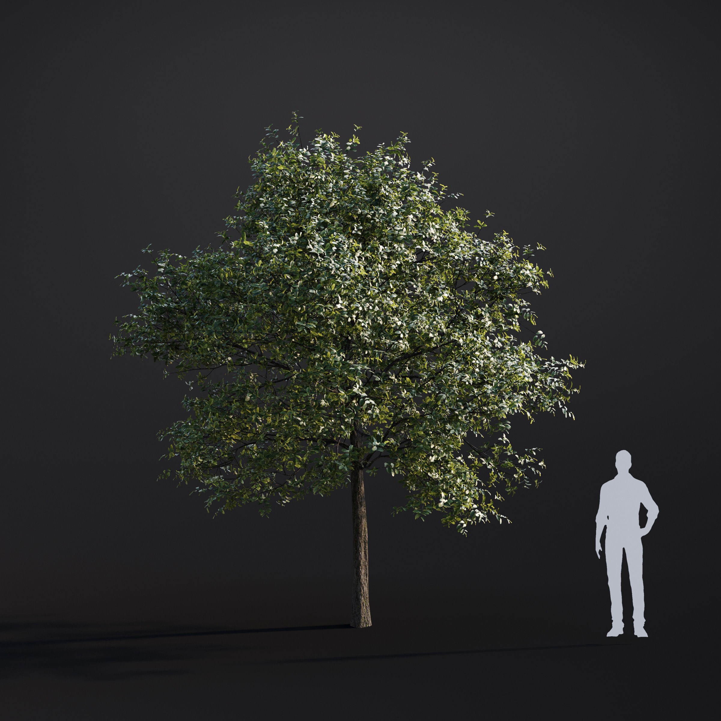 Spring Trees Collection - Game-Ready 3D Model - View 55