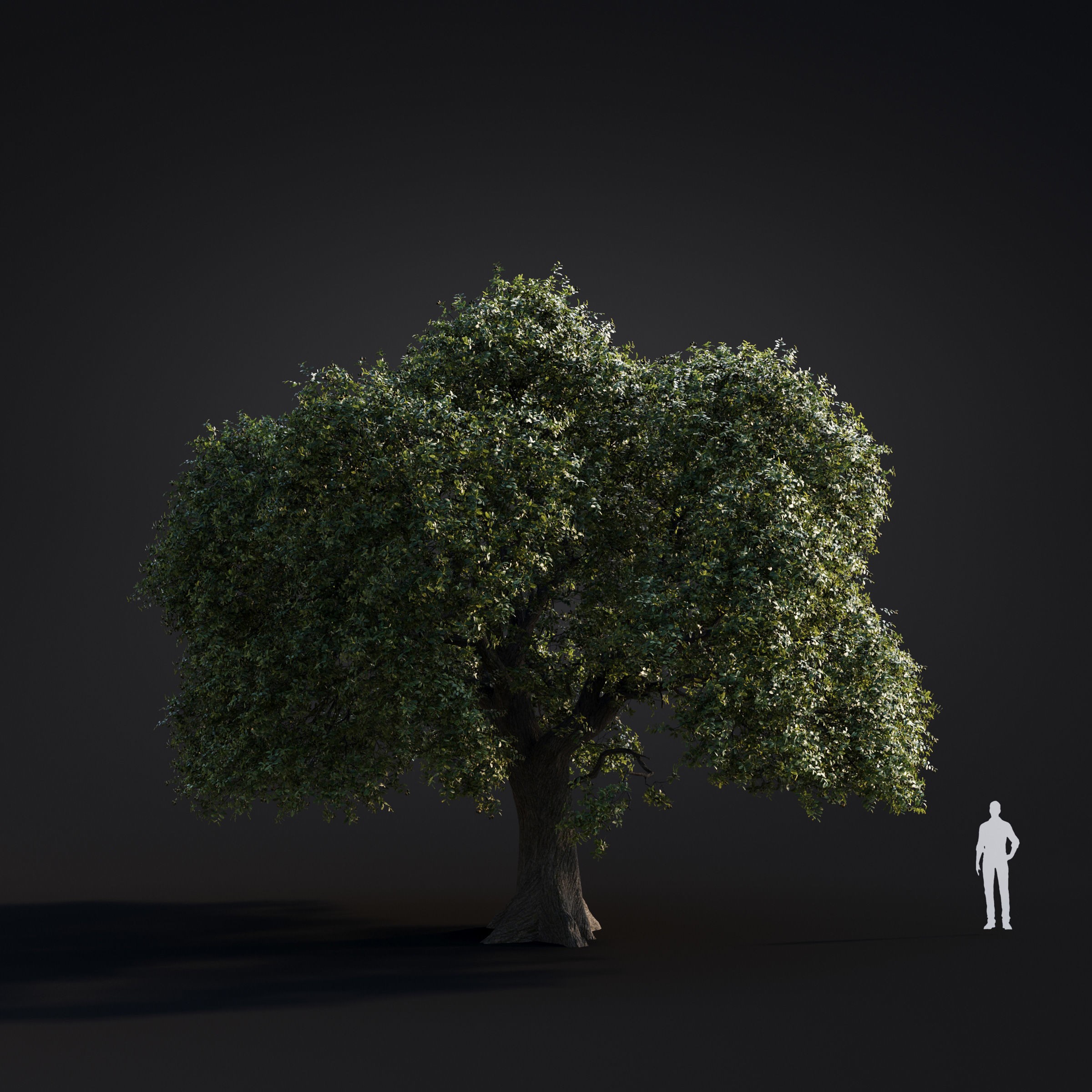 Spring Trees Collection - Game-Ready 3D Model - View 56