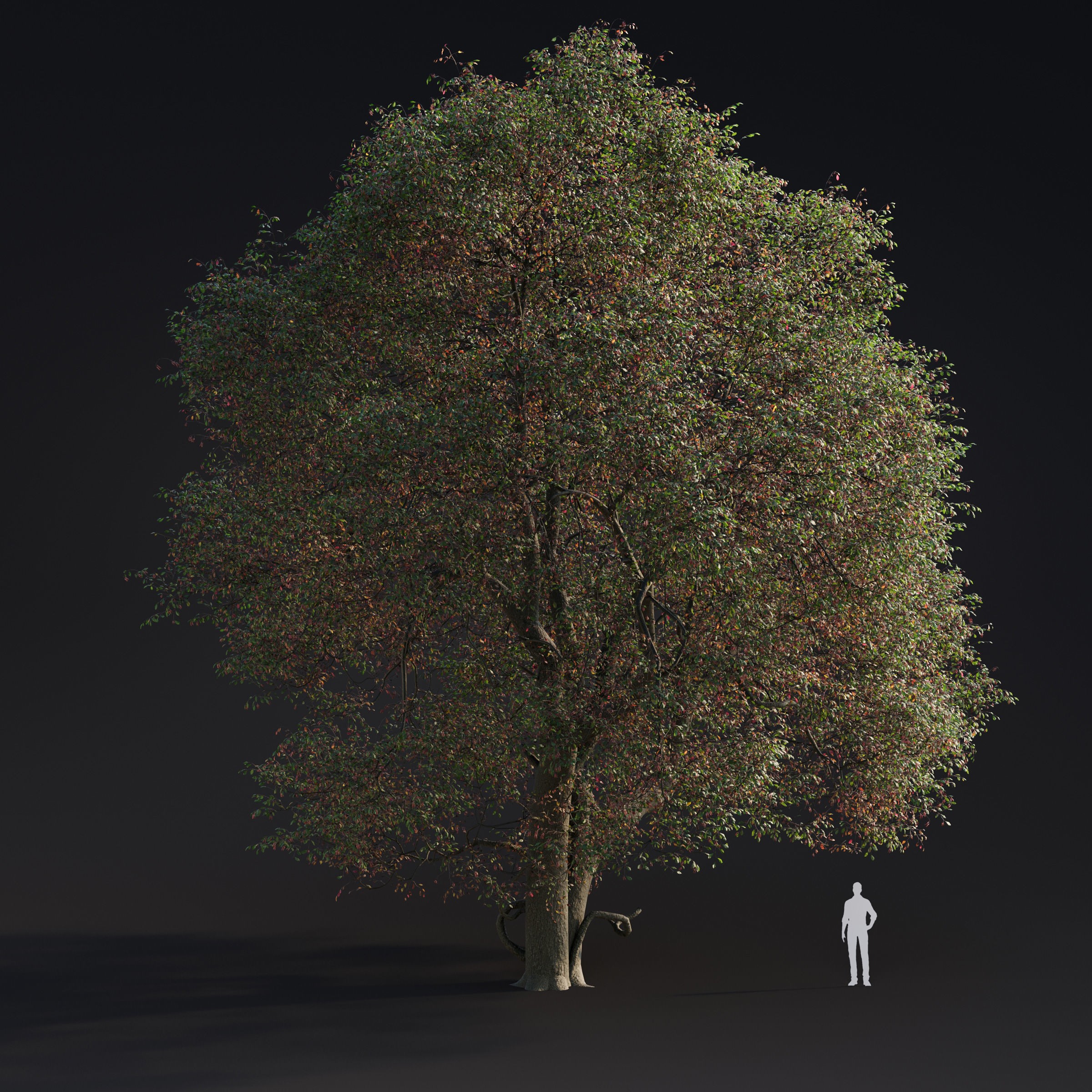 Spring Trees Collection - Game-Ready 3D Model - View 6