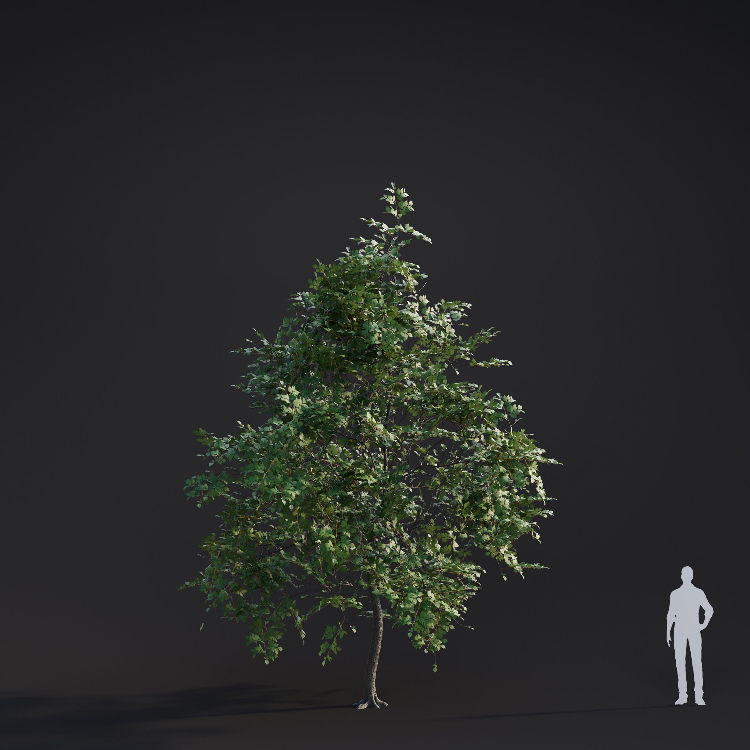 Spring Trees Collection - Game-Ready 3D Model - View 7