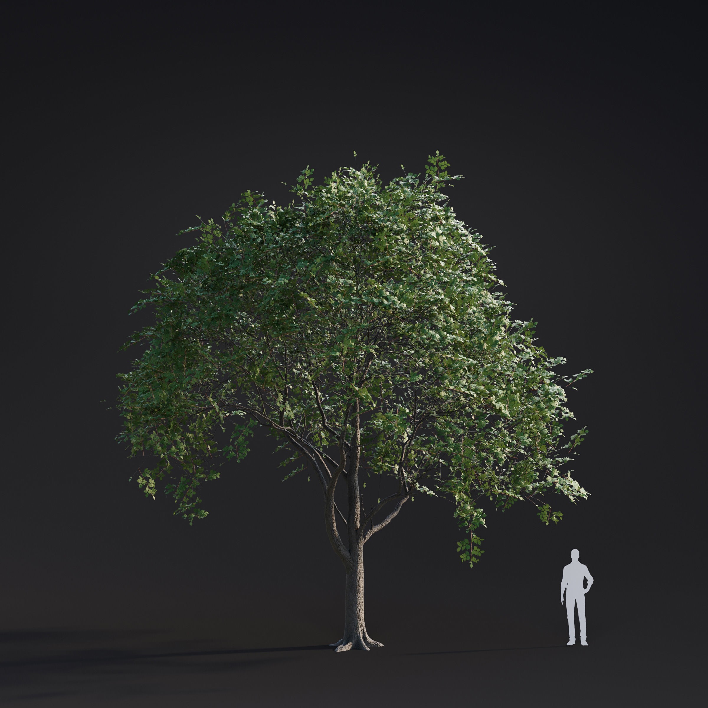 Spring Trees Collection - Game-Ready 3D Model - View 8