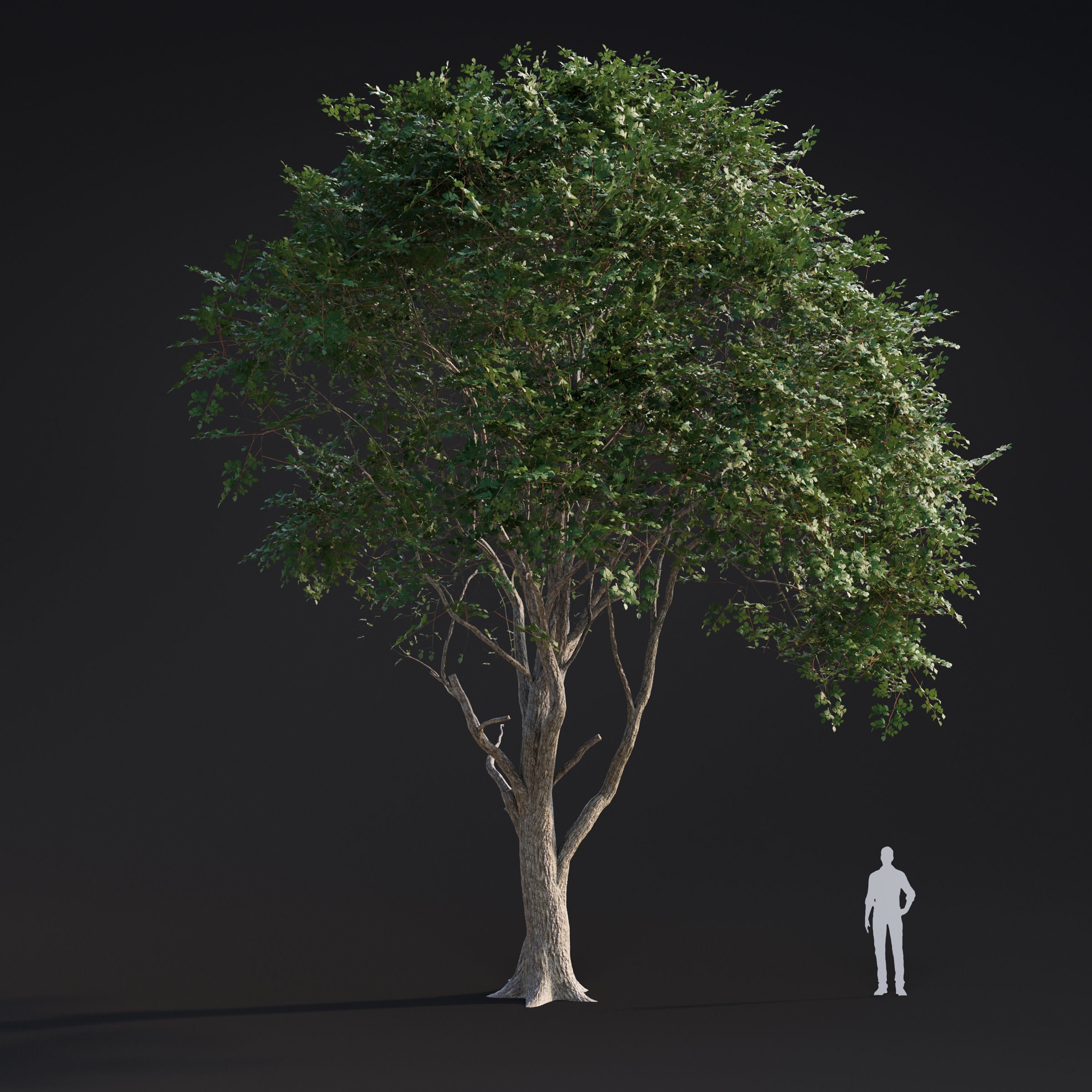 Spring Trees Collection - Game-Ready 3D Model - View 9
